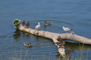 Some ducks on driftwood at Portage Lakefront and Riverwalk, Indiana Dunes National Park