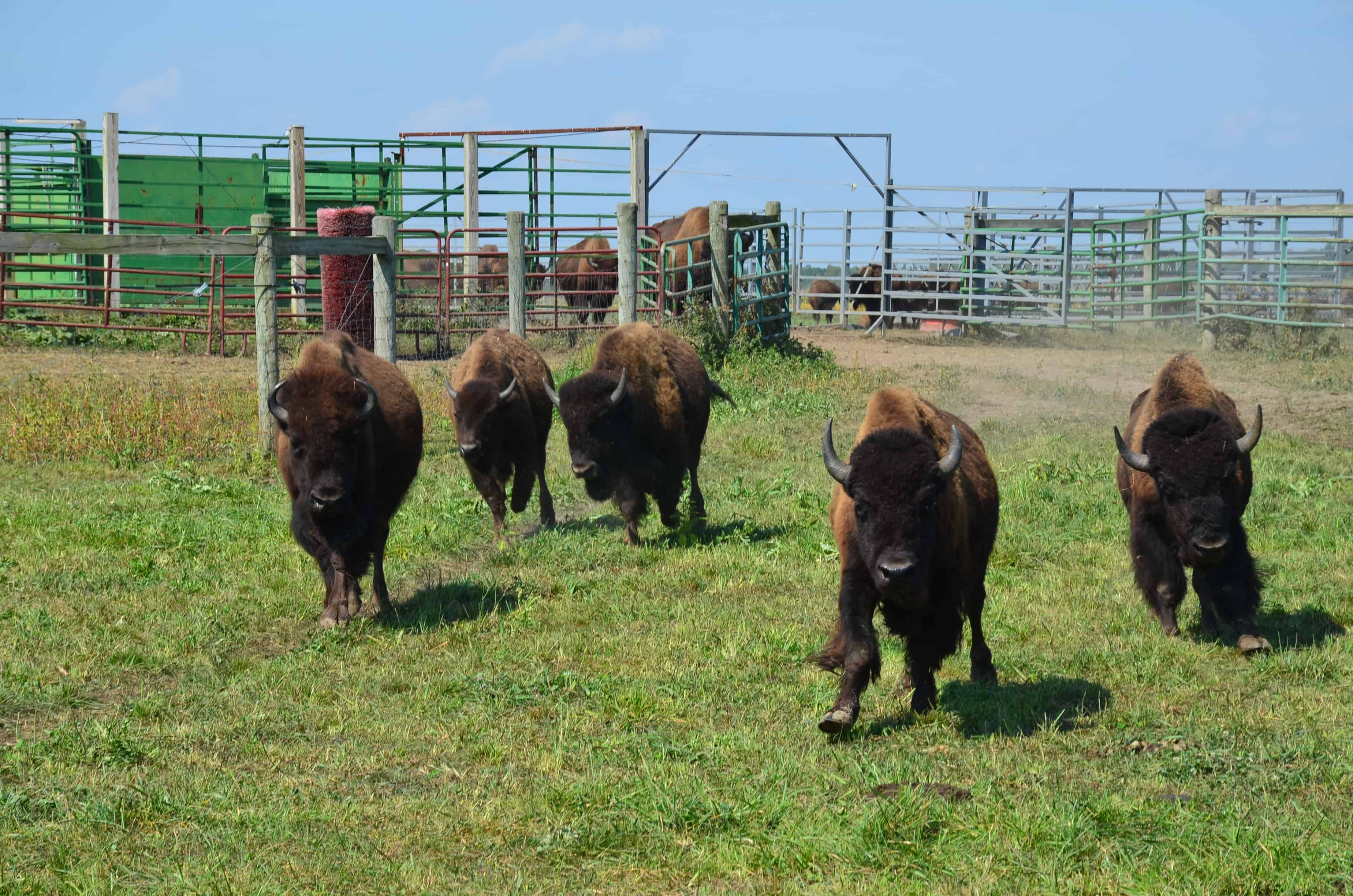 Bison running to the tractor at Broken Wagon Bison in Porter County, Indiana