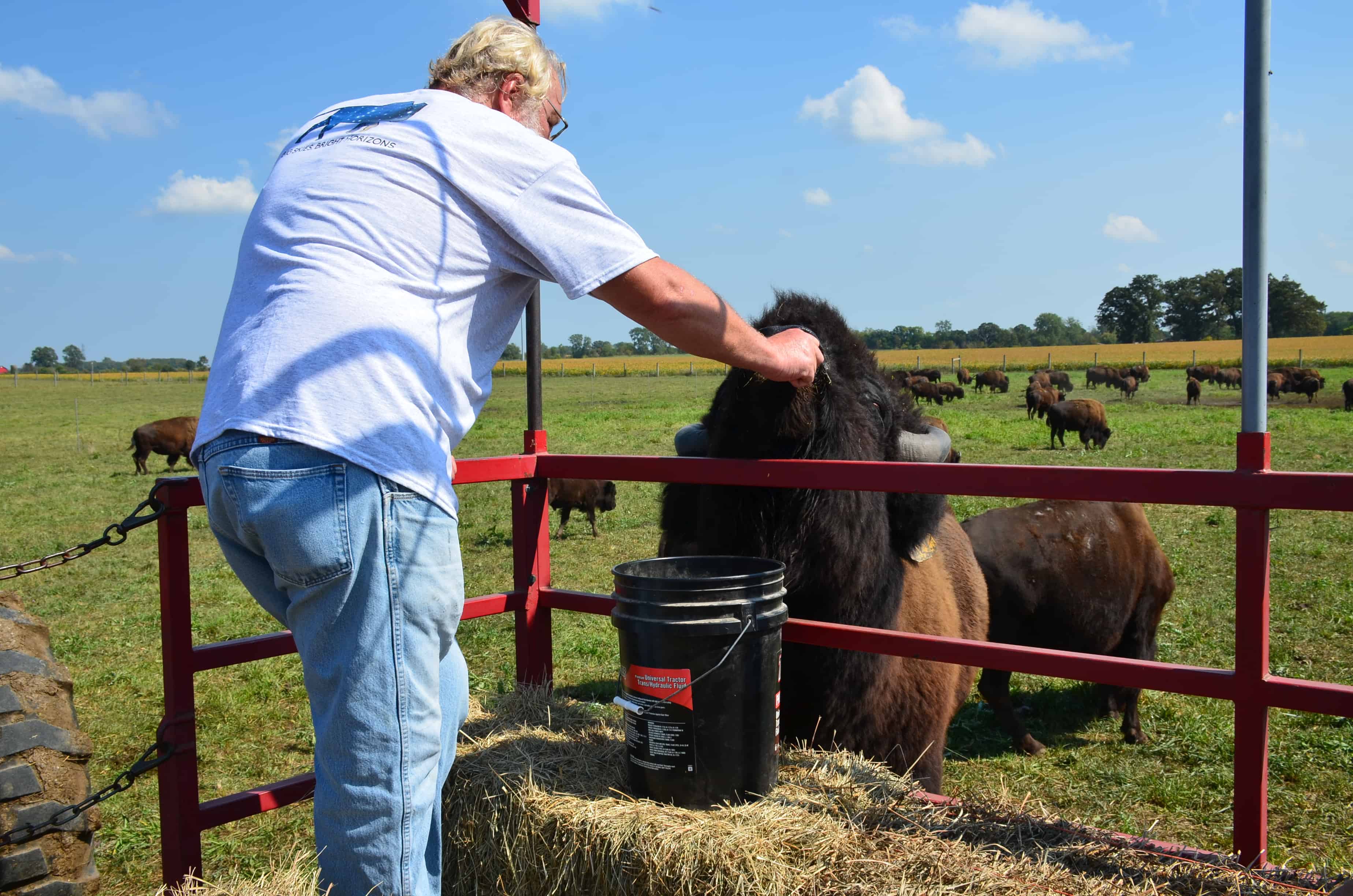 The owner feeding a bison at Broken Wagon Bison in Porter County, Indiana