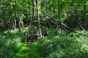 Hiking through the forest on the Upland Trail at Pinhook Bog, Indiana Dunes National Park