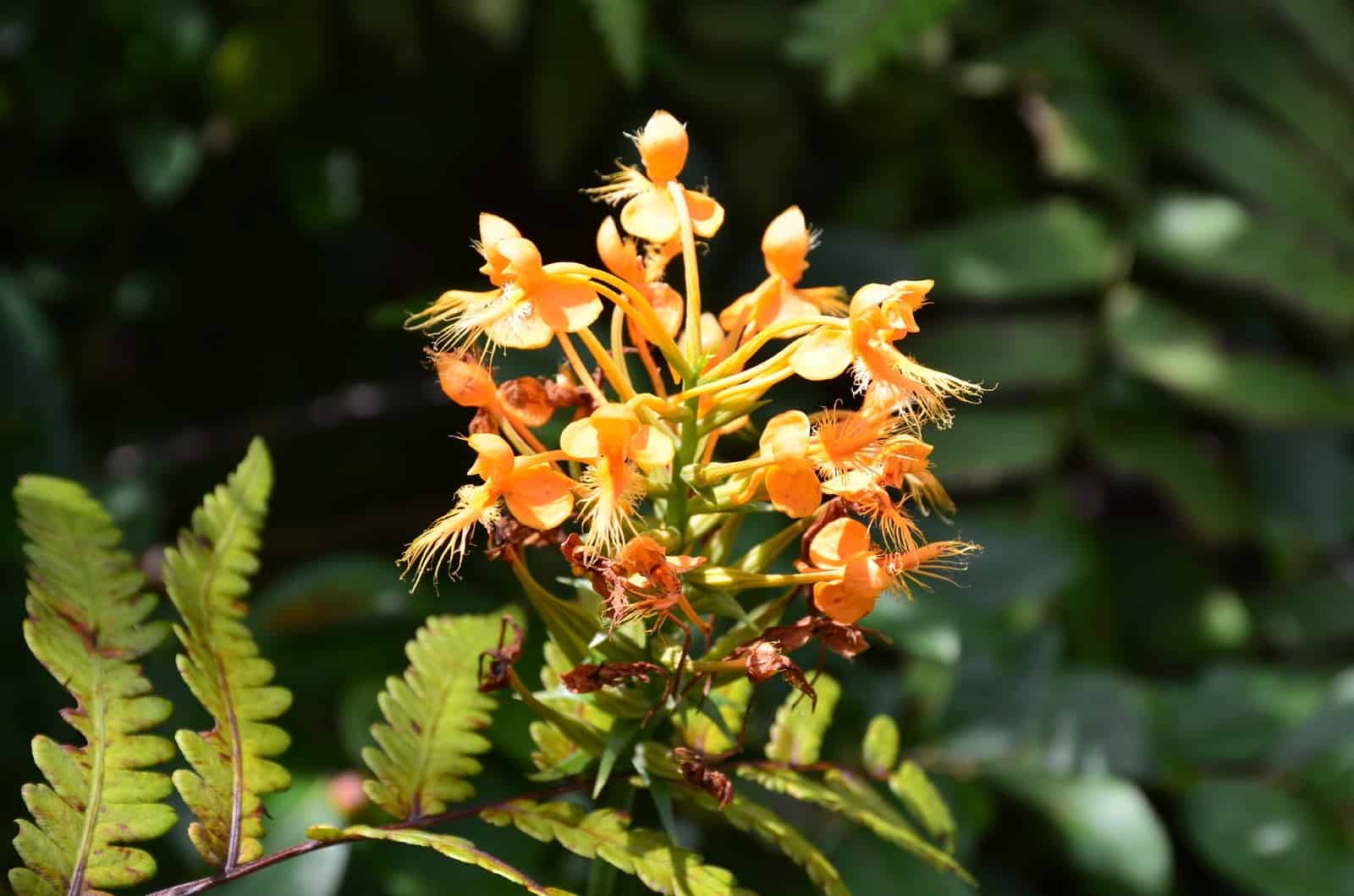 Orange French Orchid at Pinhook Bog trail Indiana Dunes National Park
