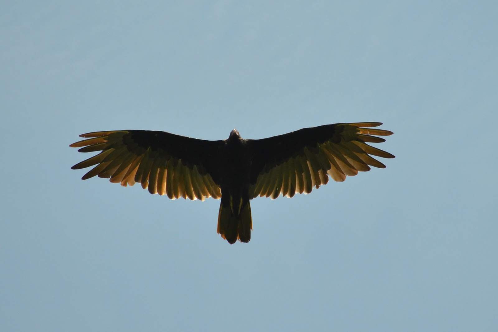 Turkey Vulture at Dune Ridge Trail Indiana Dunes National Park
