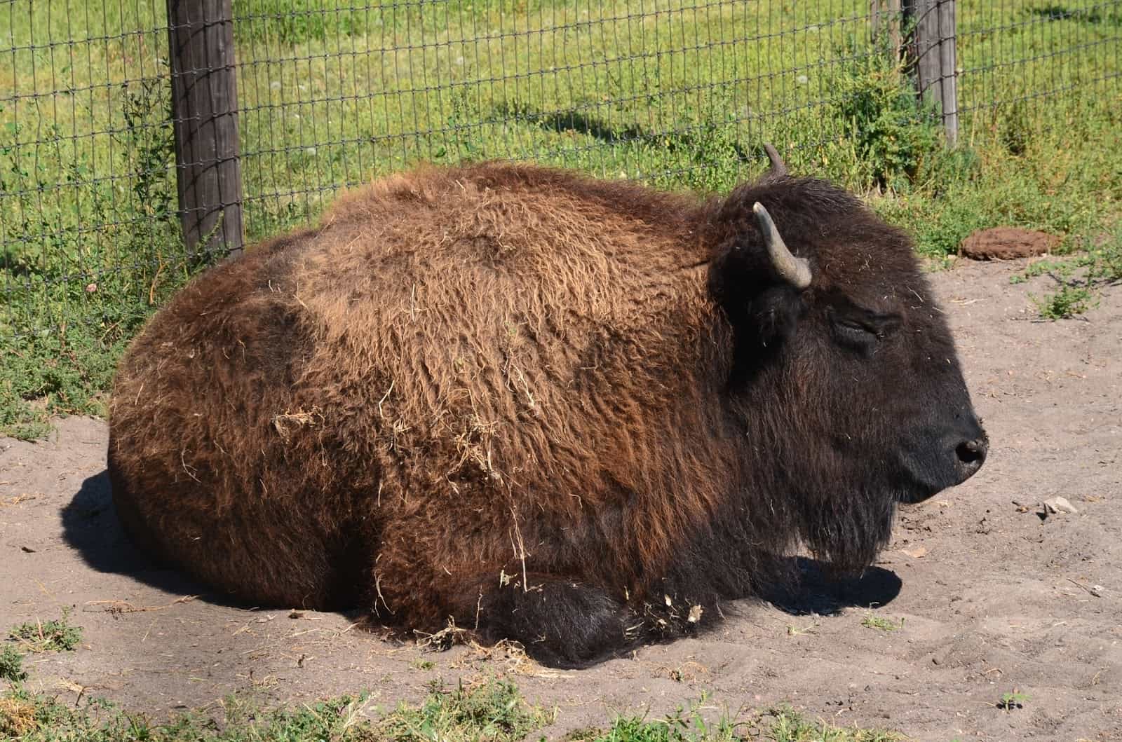 Bison at Scout's Rest Ranch