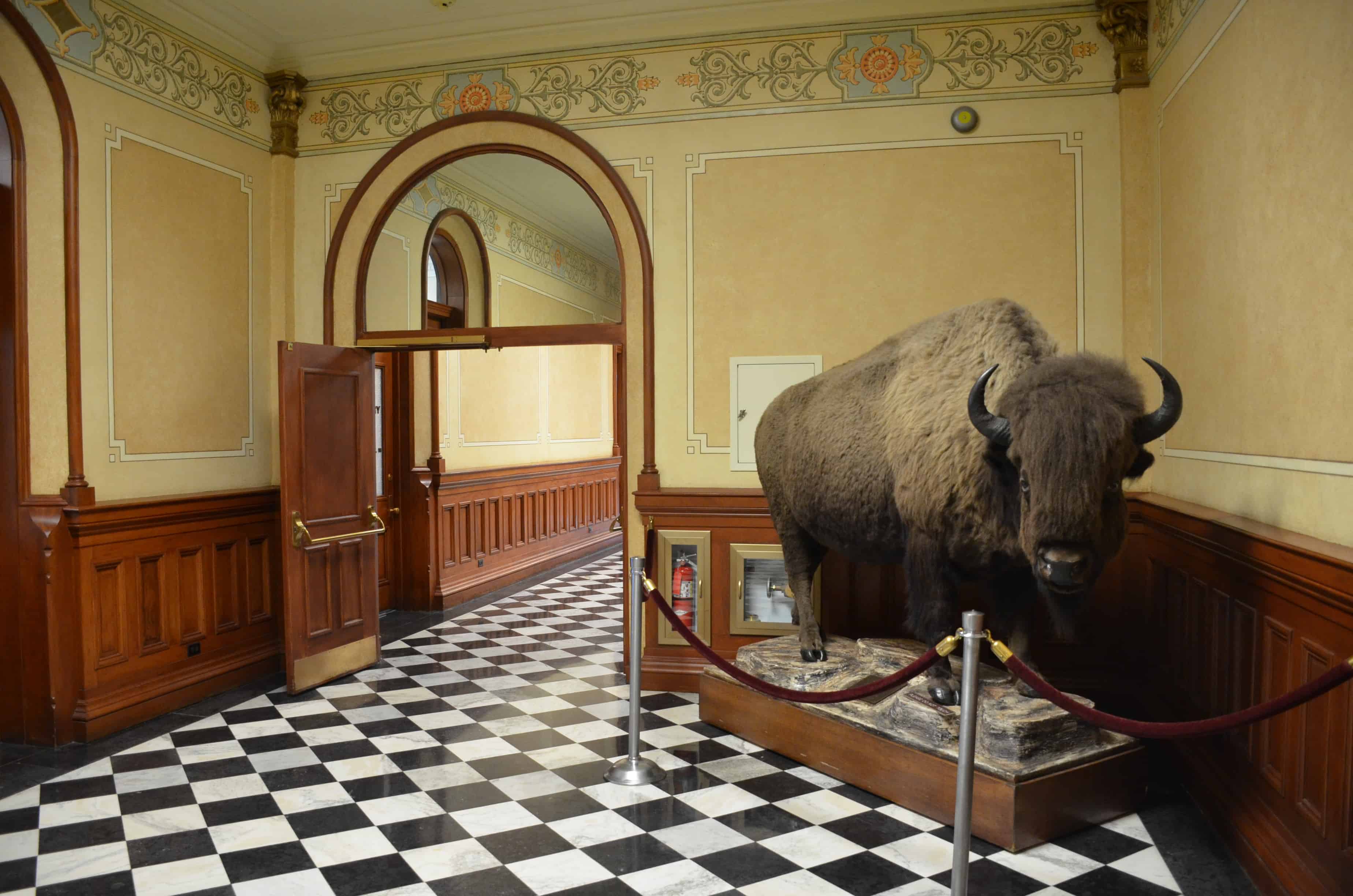 Bison at the Wyoming State Capitol in Cheyenne