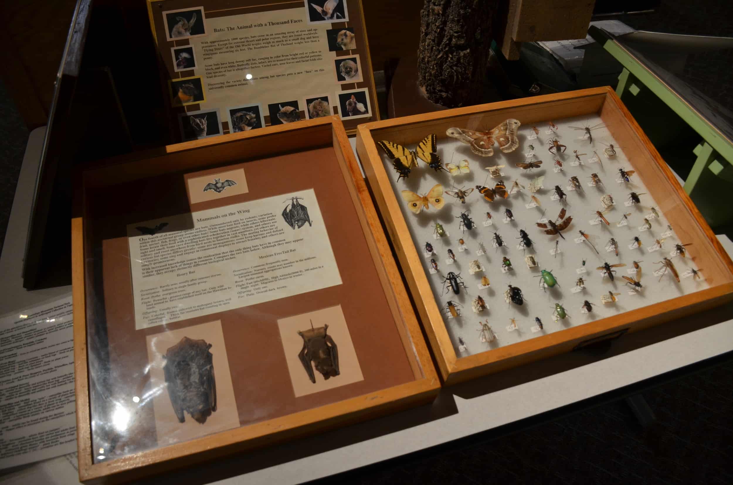 Some of the insects and bats found in the park at Pine Springs Visitor Center