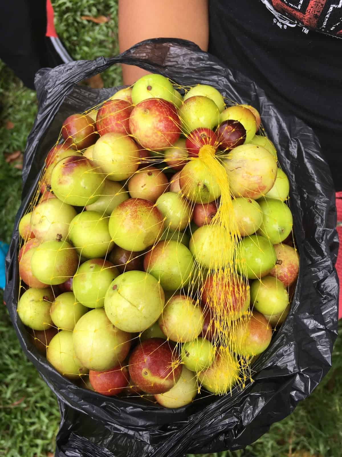 Camu camu fruit in Puerto Alegría, Peru