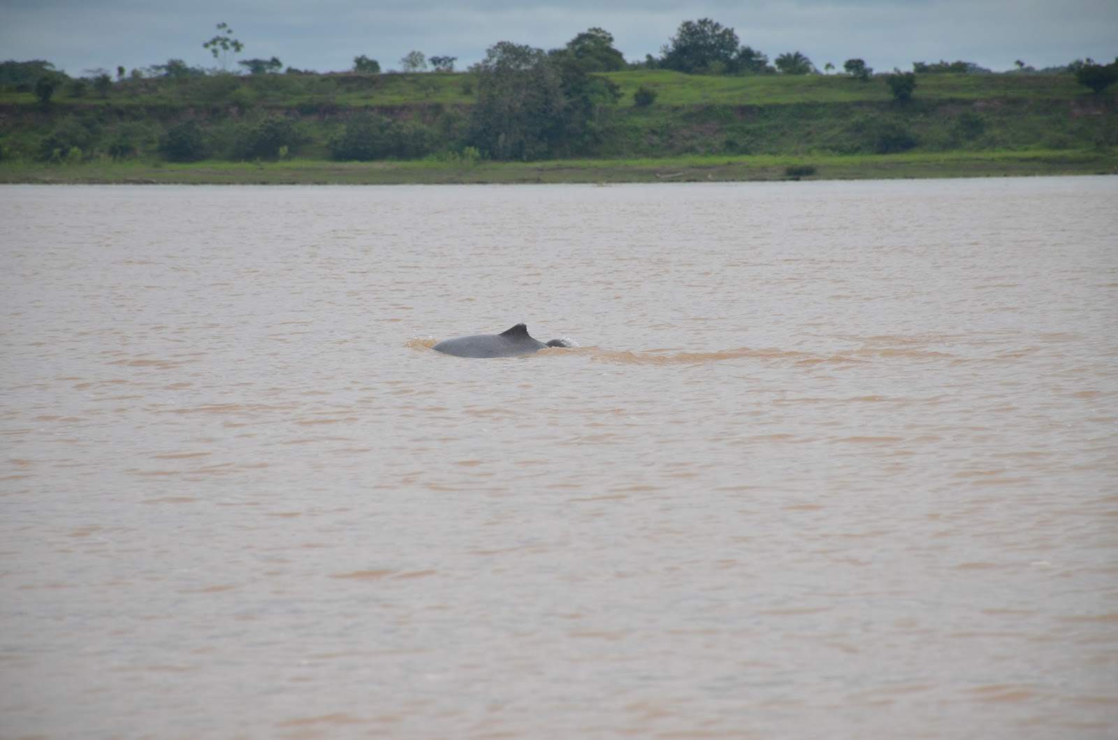 Amazon River Dolphin Colombia