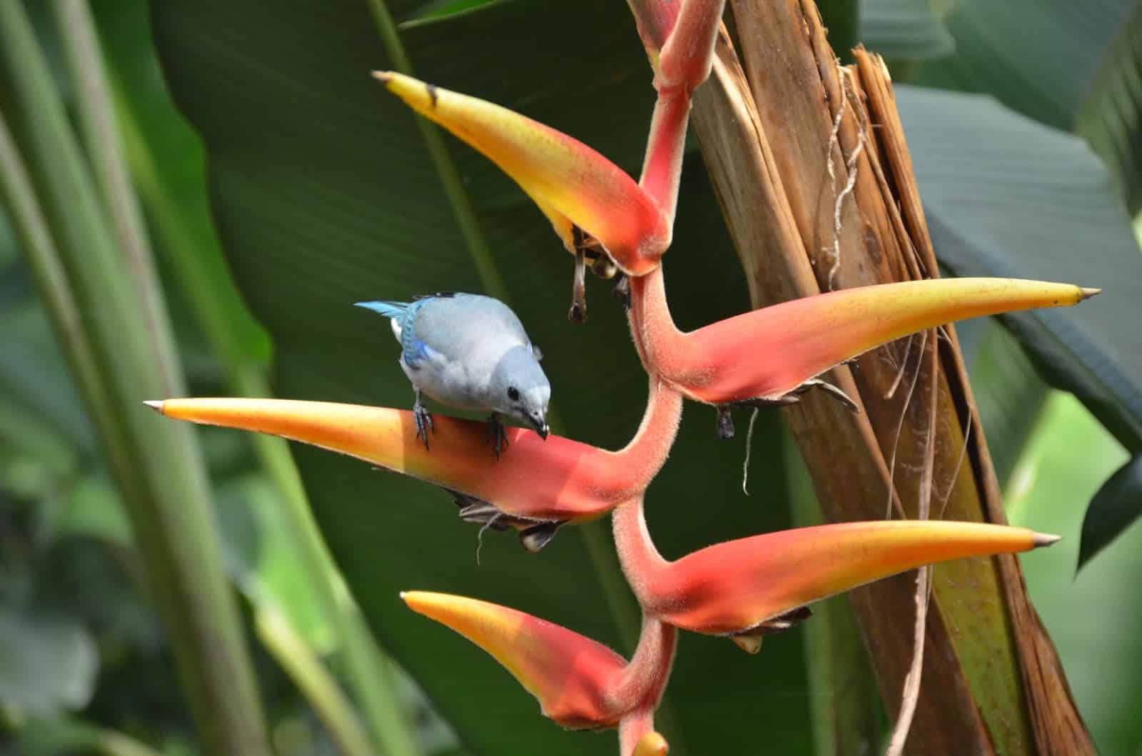 Blue bird sitting on a bird of paradise