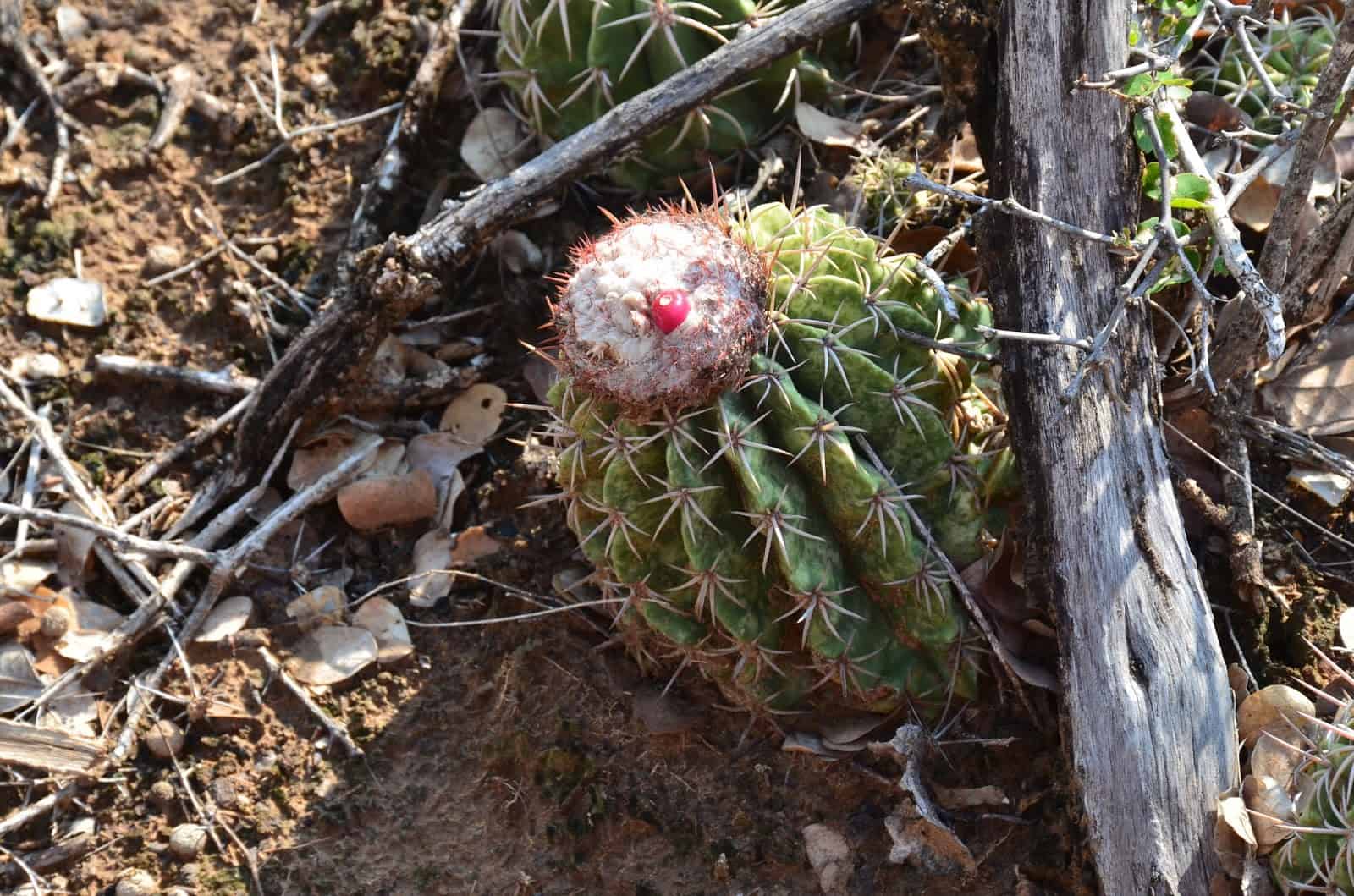 Cactus flower at El Cusco at Desierto de la Tatacoa Colombia Huila