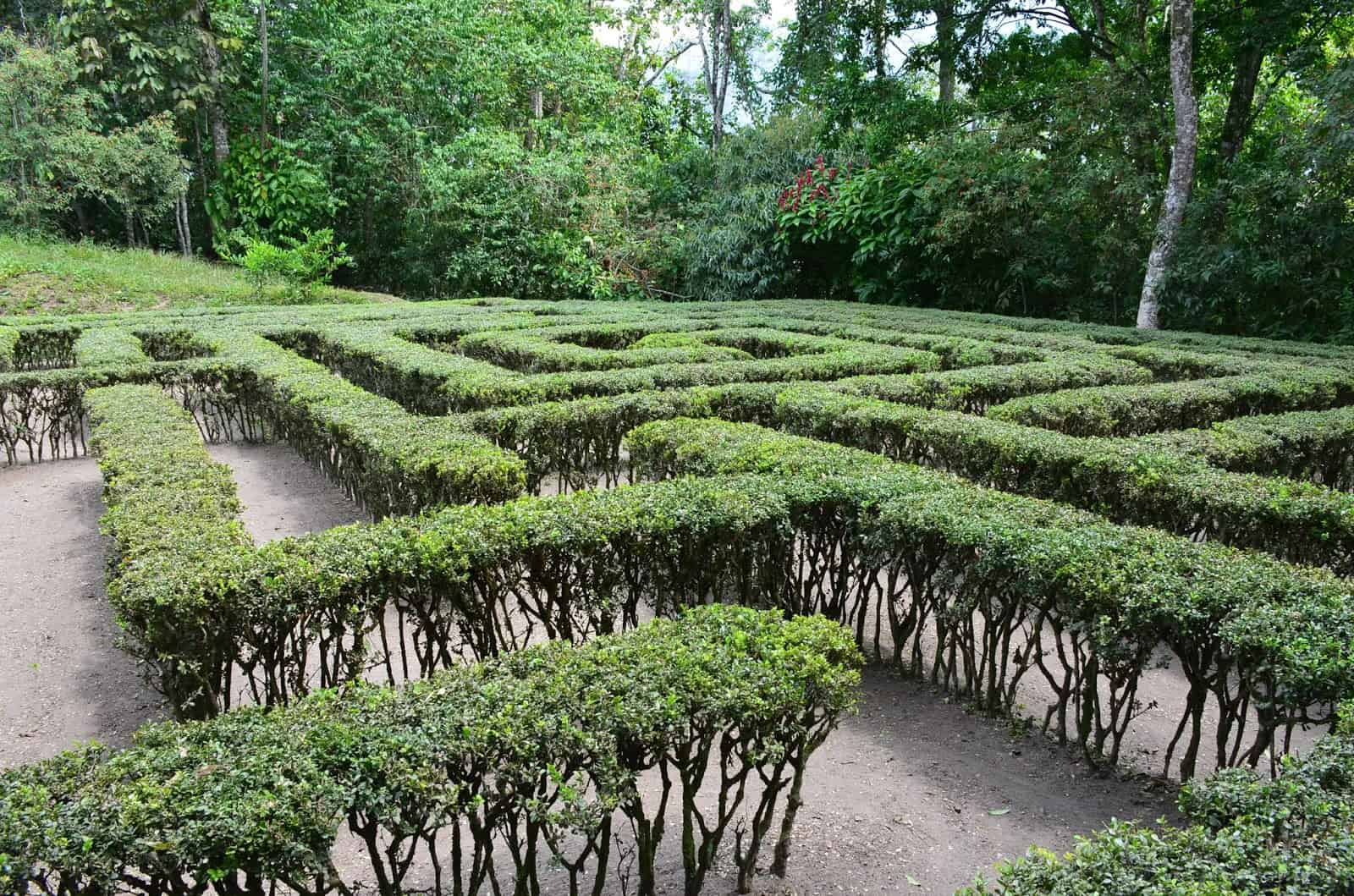 Topiary labyrinth