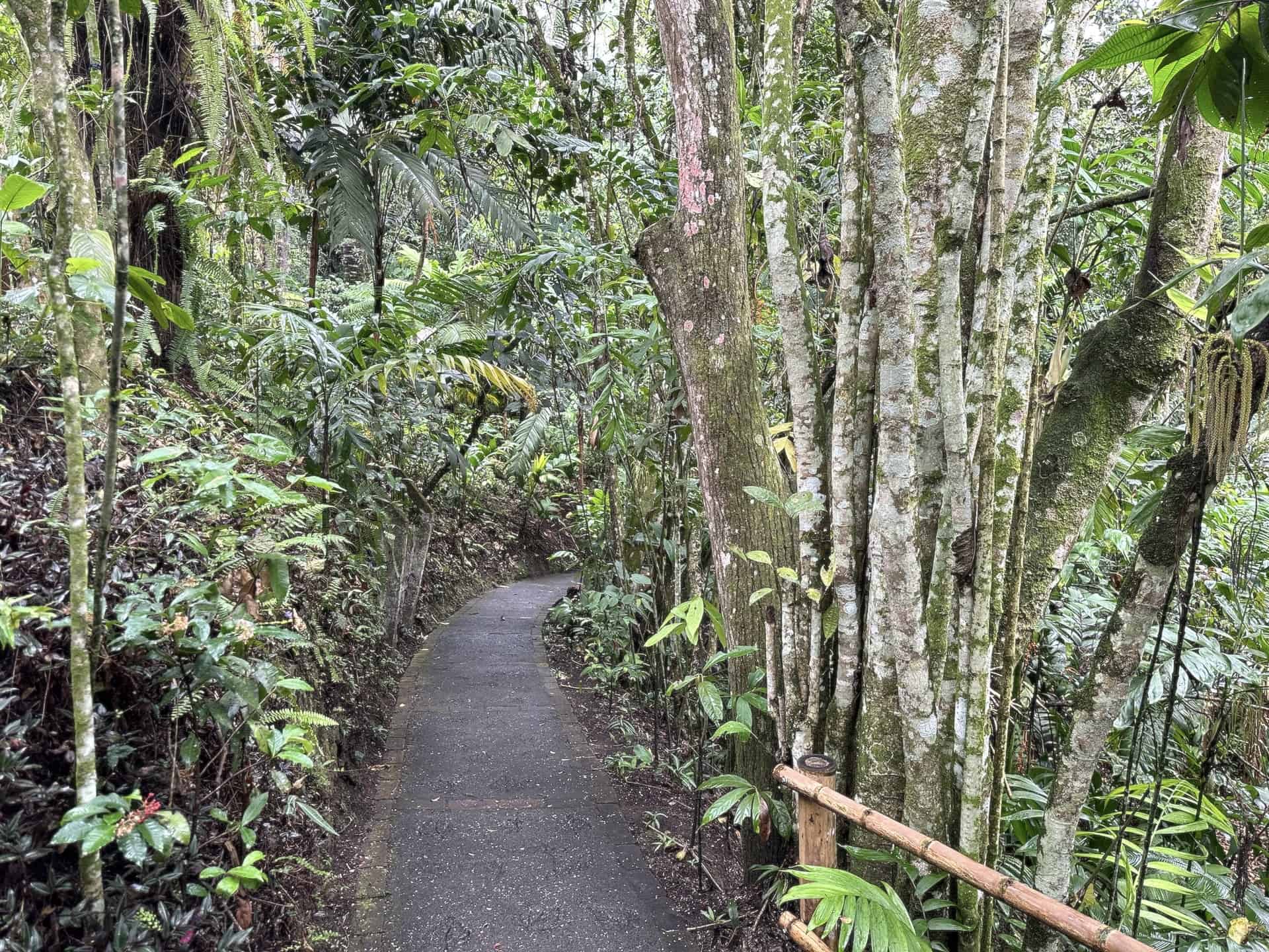 Trail through the palm collection at the Quindío Botanical Garden in Calarcá, Colombia