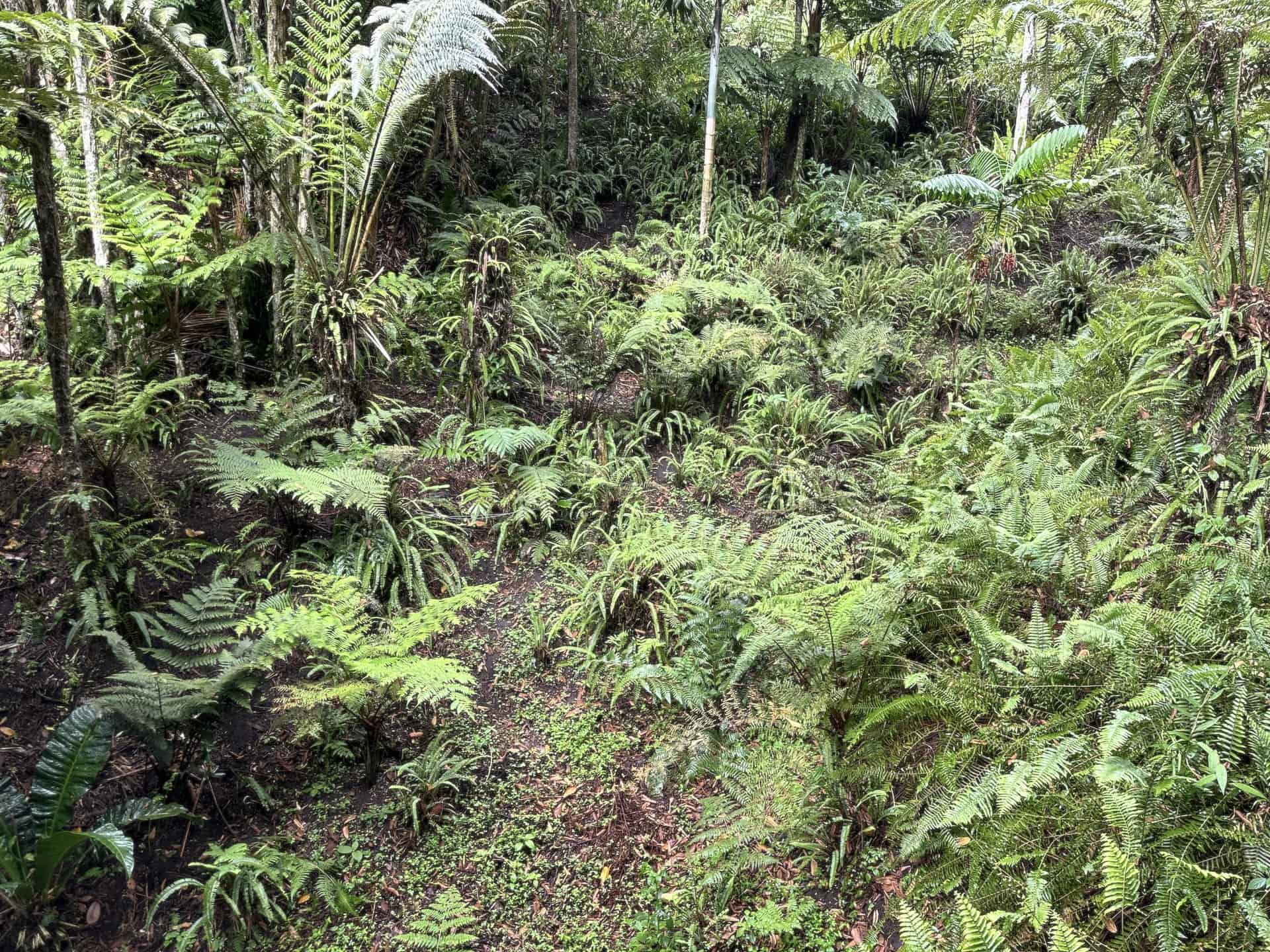 Ferns at the Quindío Botanical Garden in Calarcá, Colombia