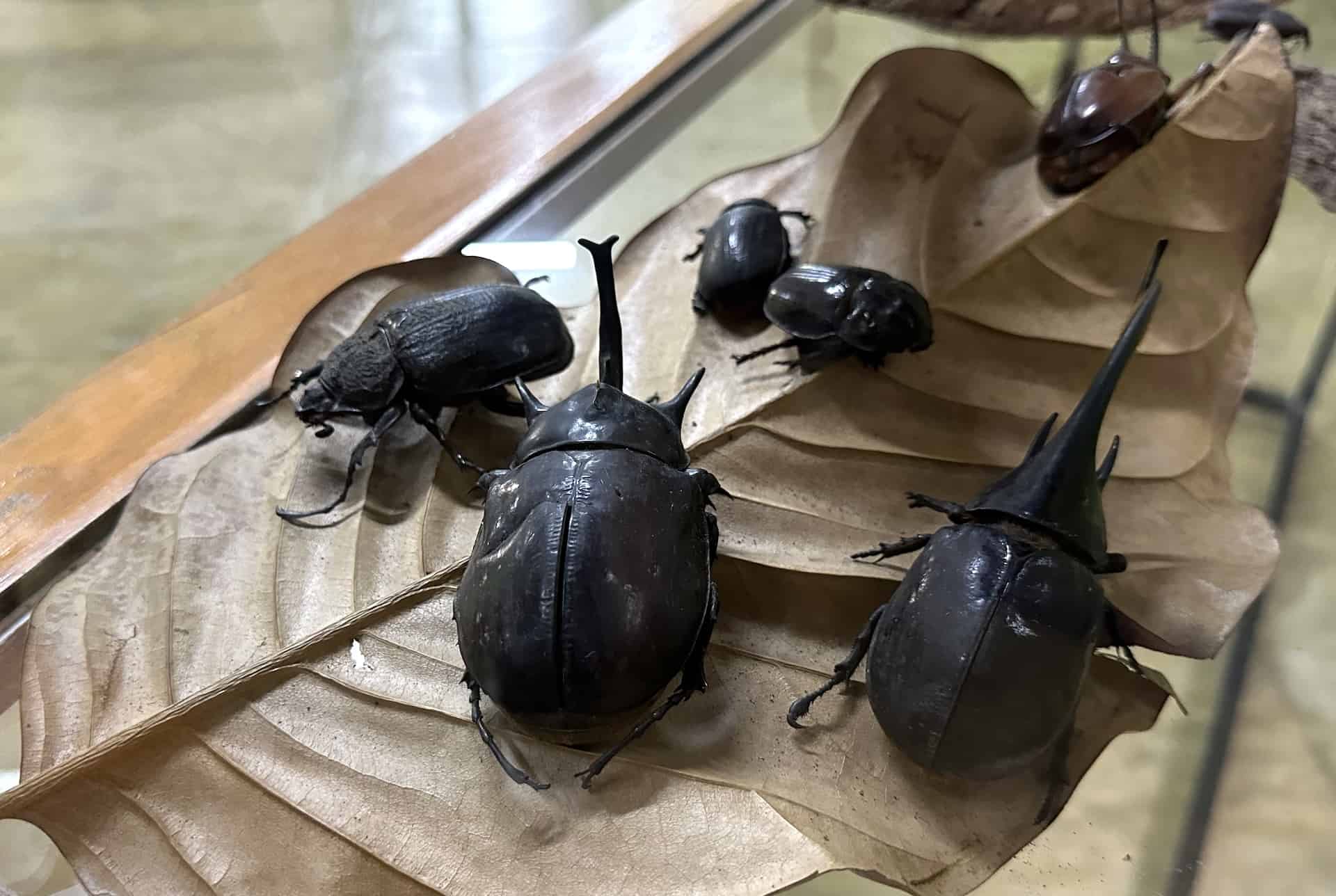 Beetles at the Insectarium
