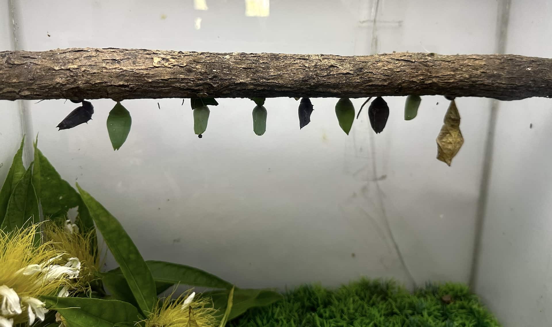 Chrysalises at the Insectarium