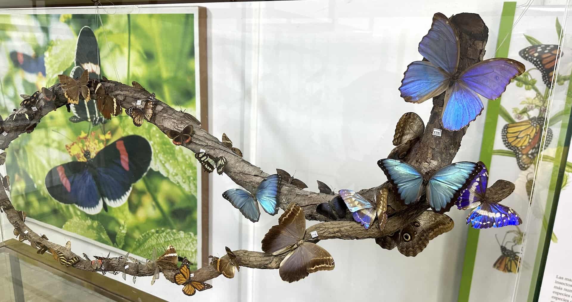 Butterflies of Colombia at the Insectarium