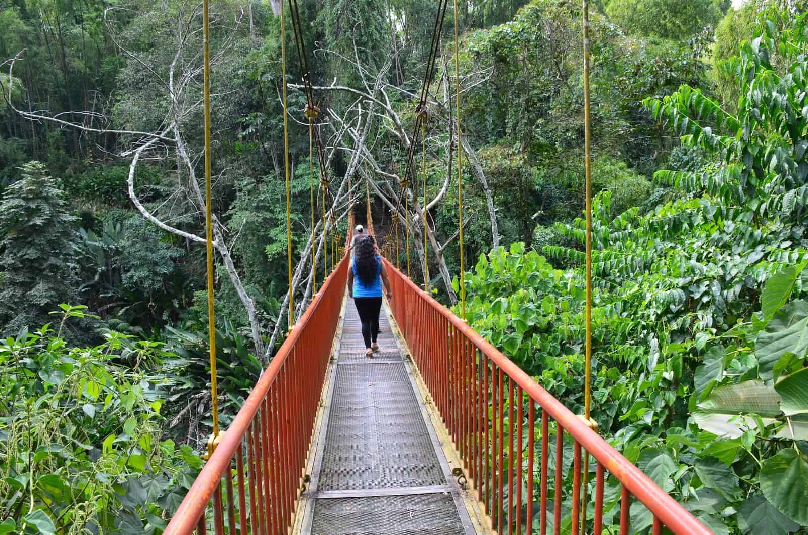 Suspension bridge at Quindío Botanical Garden in Calarcá, Quindío, Colombia