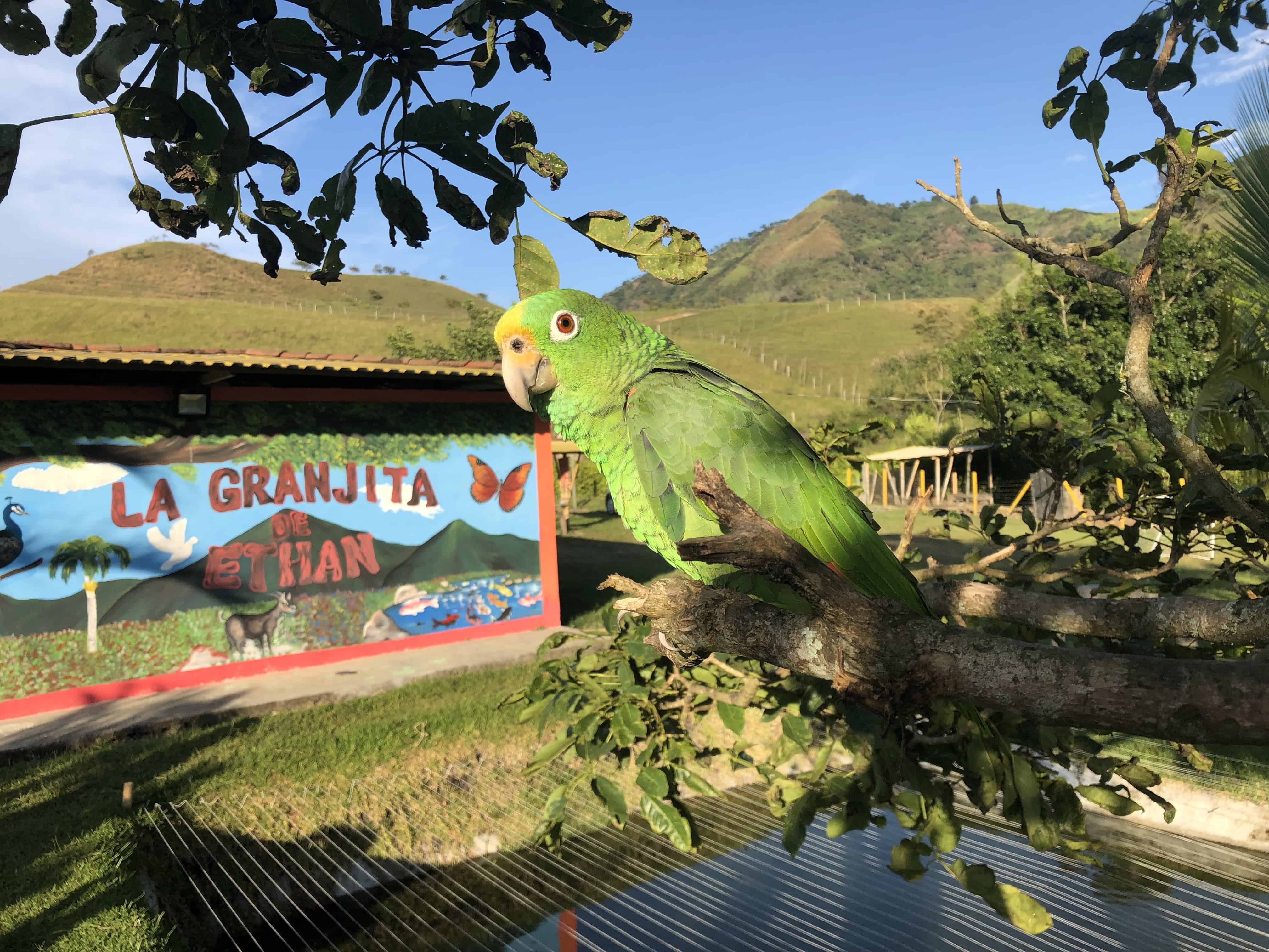 La Granjita de Ethan in Umbría, Belén de Umbría, Risaralda, Colombia