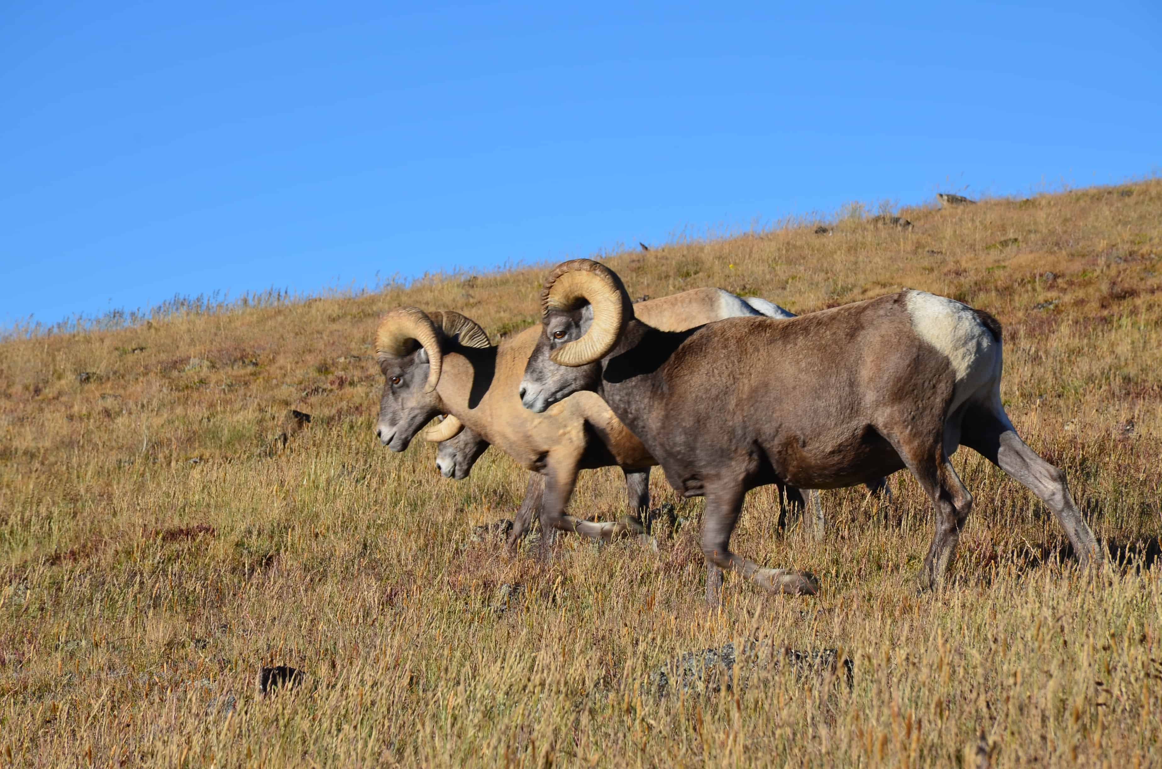 Bighorn Sheep Rocky Mountain National Park Colorado