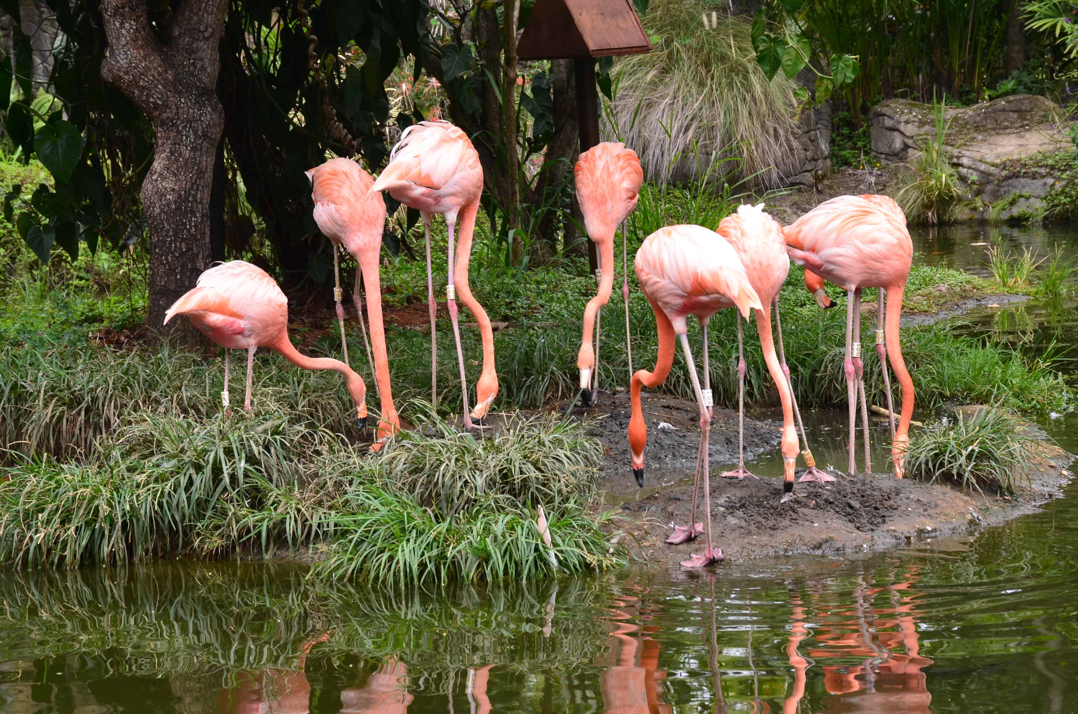 Flamingos at the Cali Zoo in Colombia
