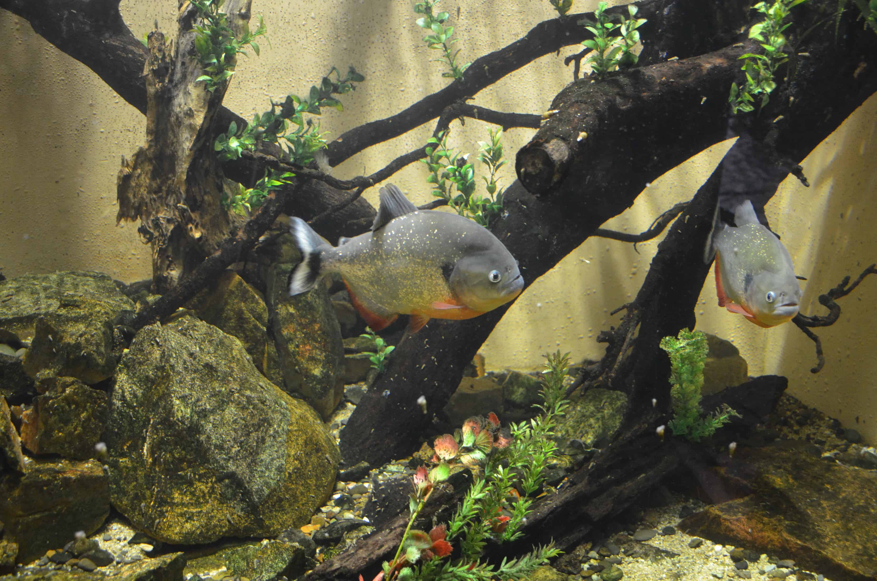 Piranhas at the Cali Zoo in Colombia