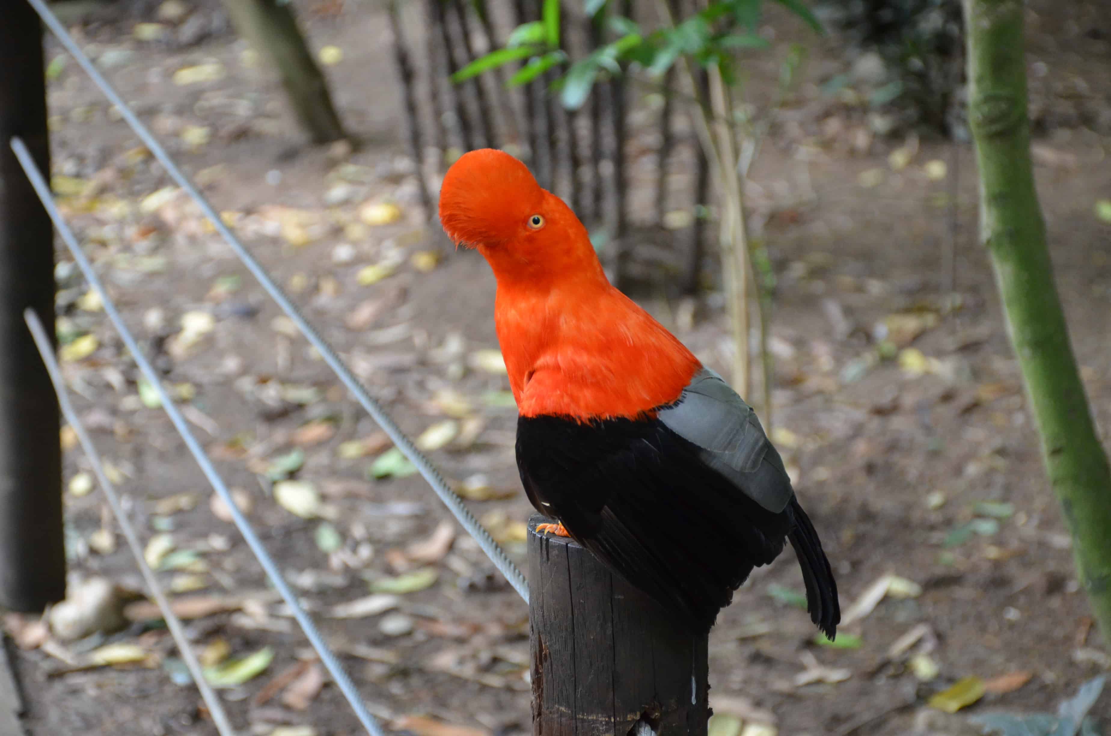 Aviary at the Cali Zoo in Colombia