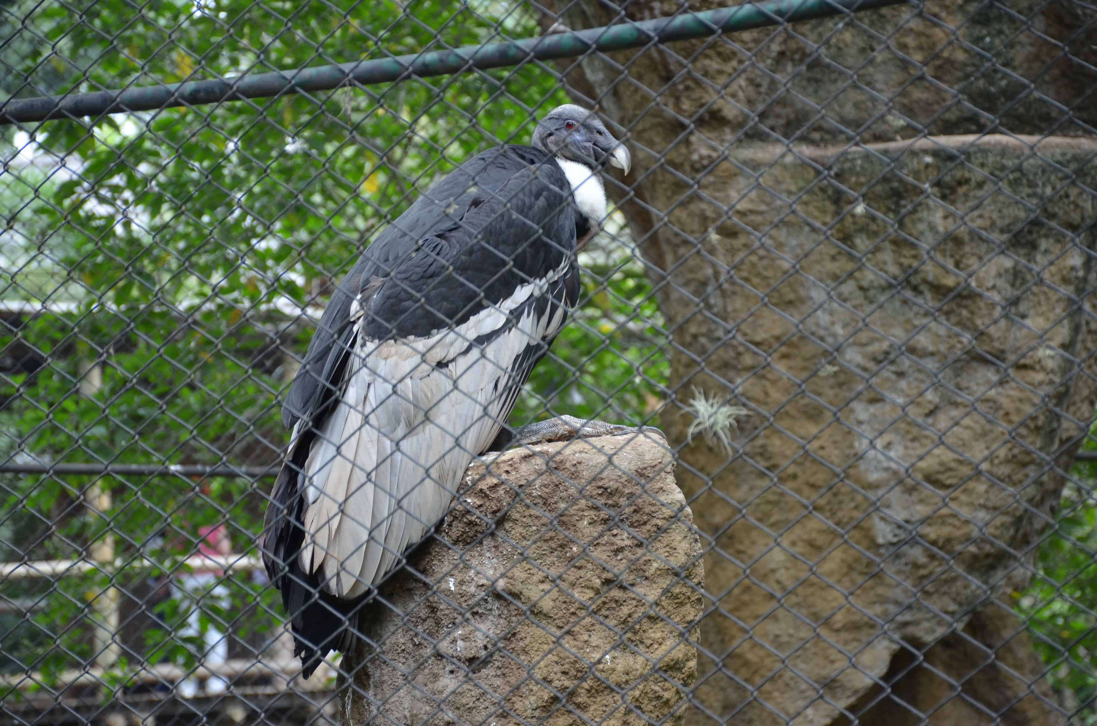 Andean condor at the Cali Zoo in Colombia