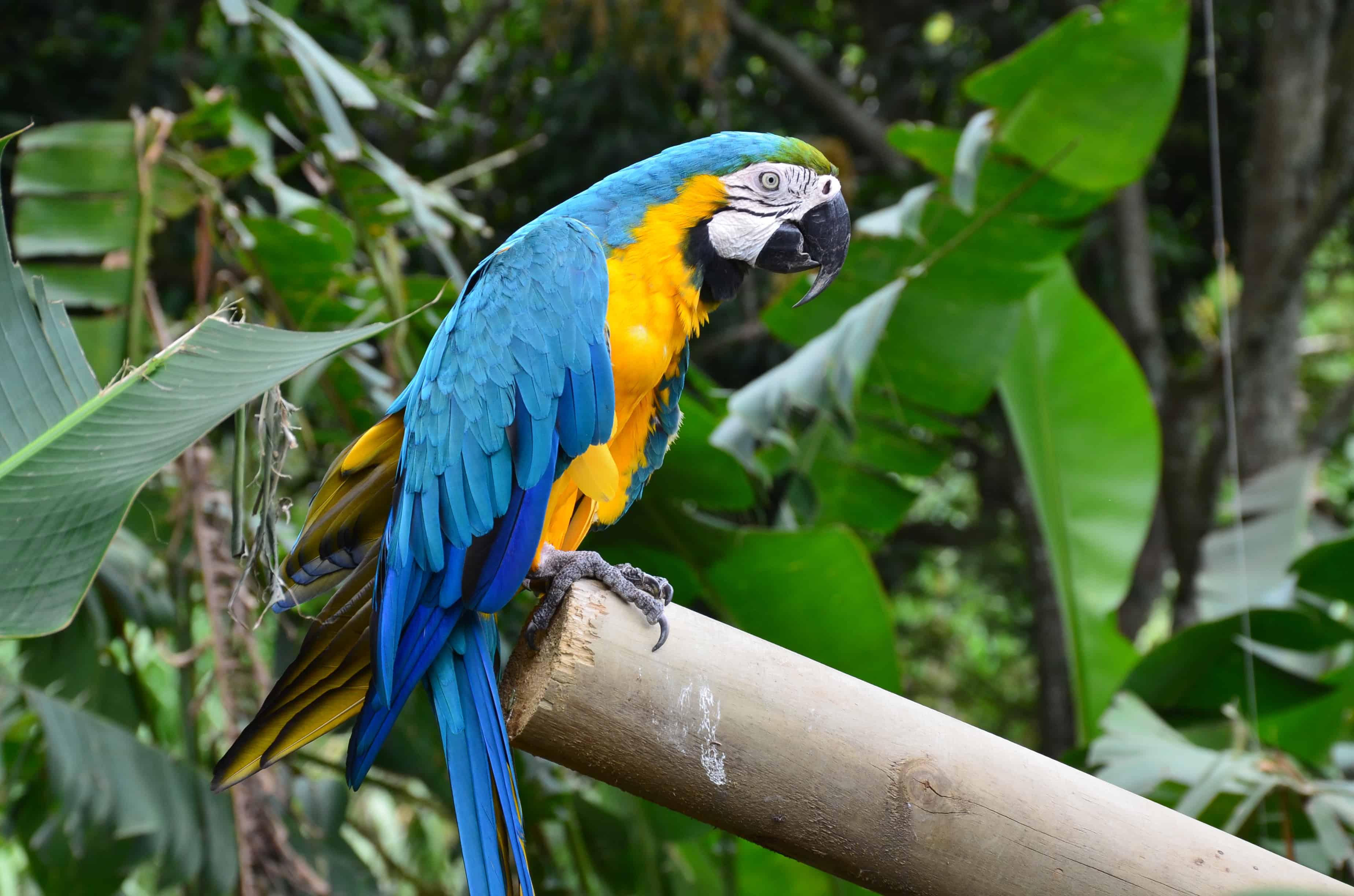 Macaw at the Cali Zoo in Colombia
