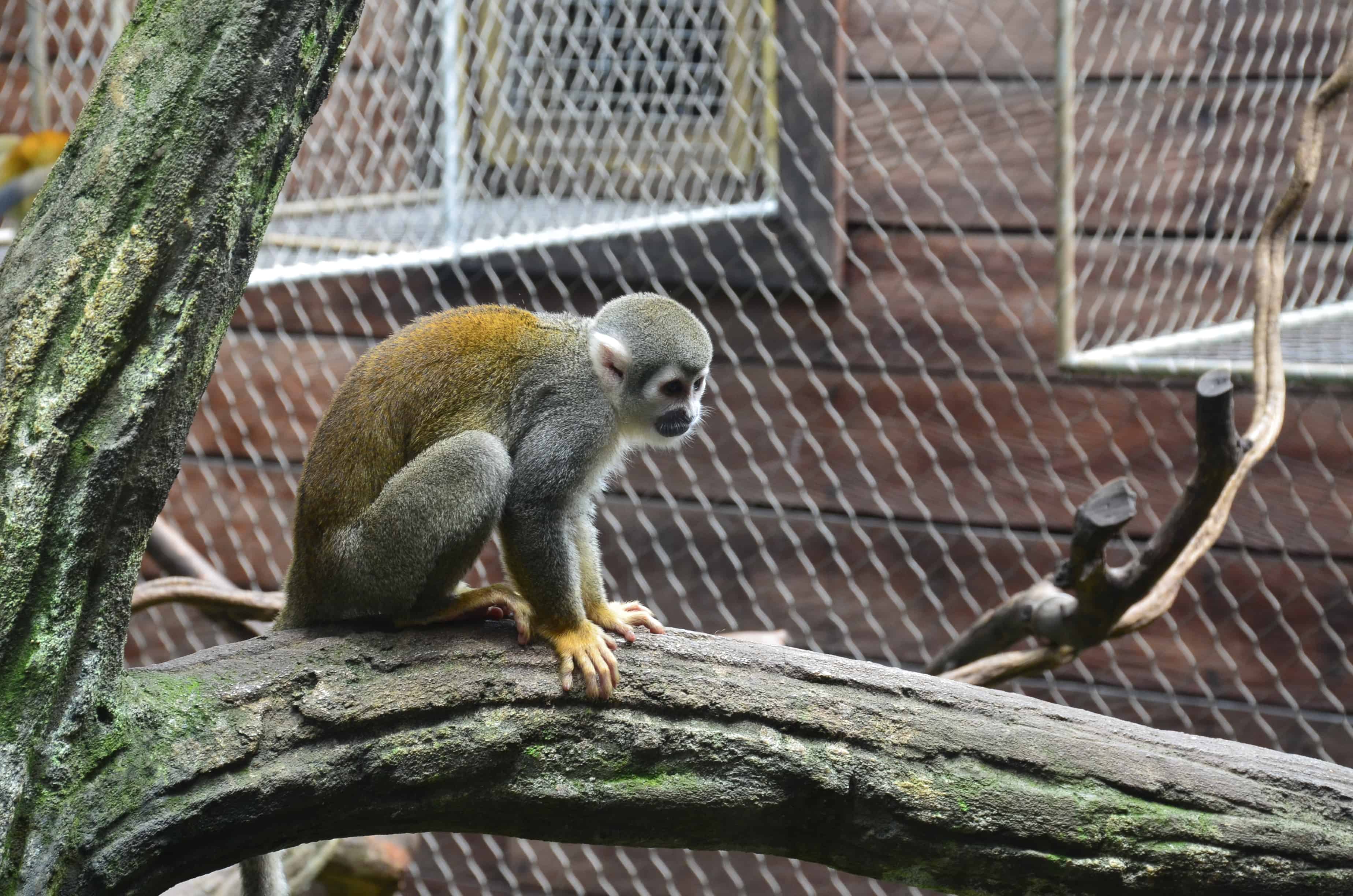 Monkey at the Cali Zoo in Colombia
