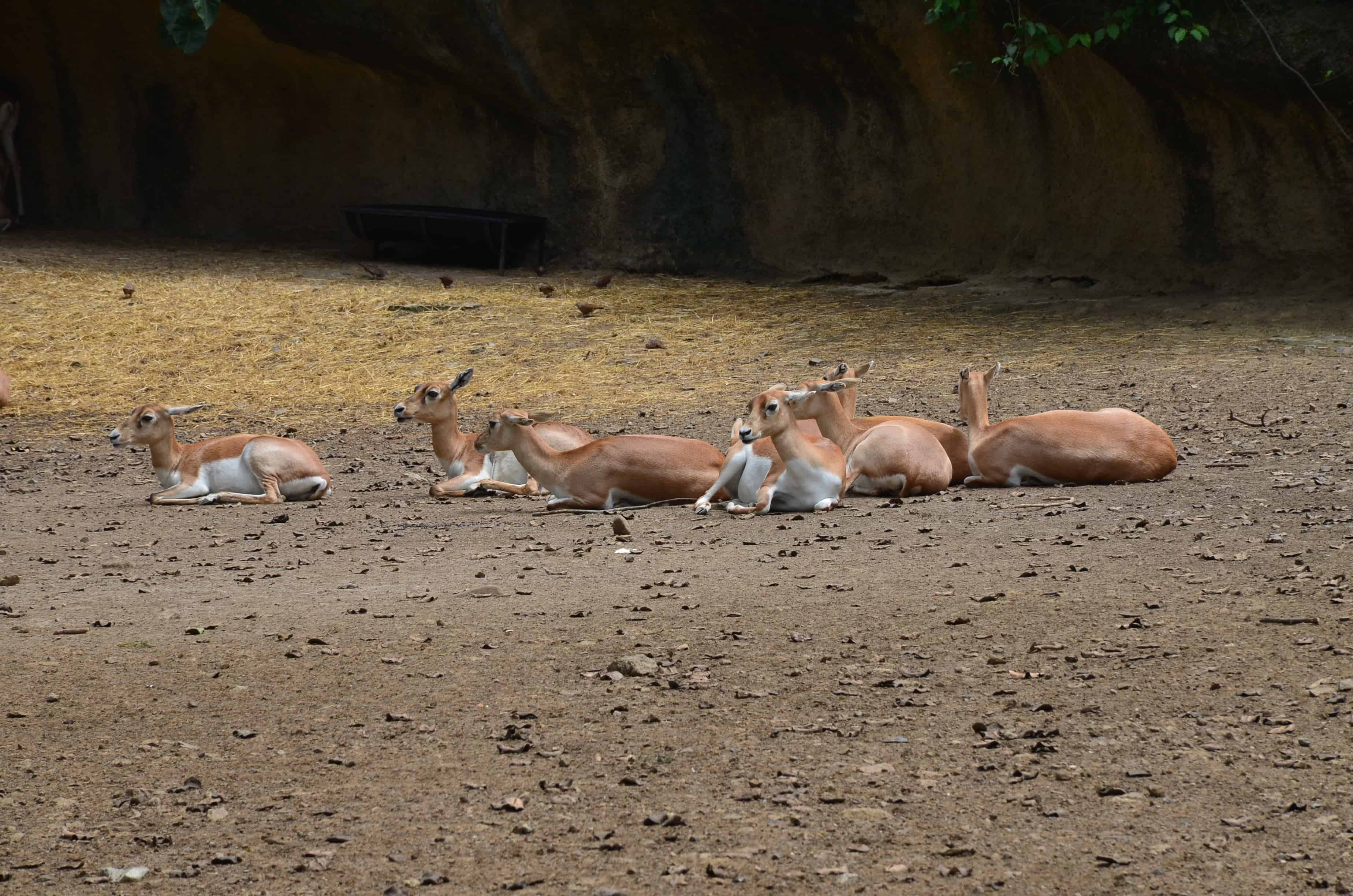Antelope at the Cali Zoo in Colombia