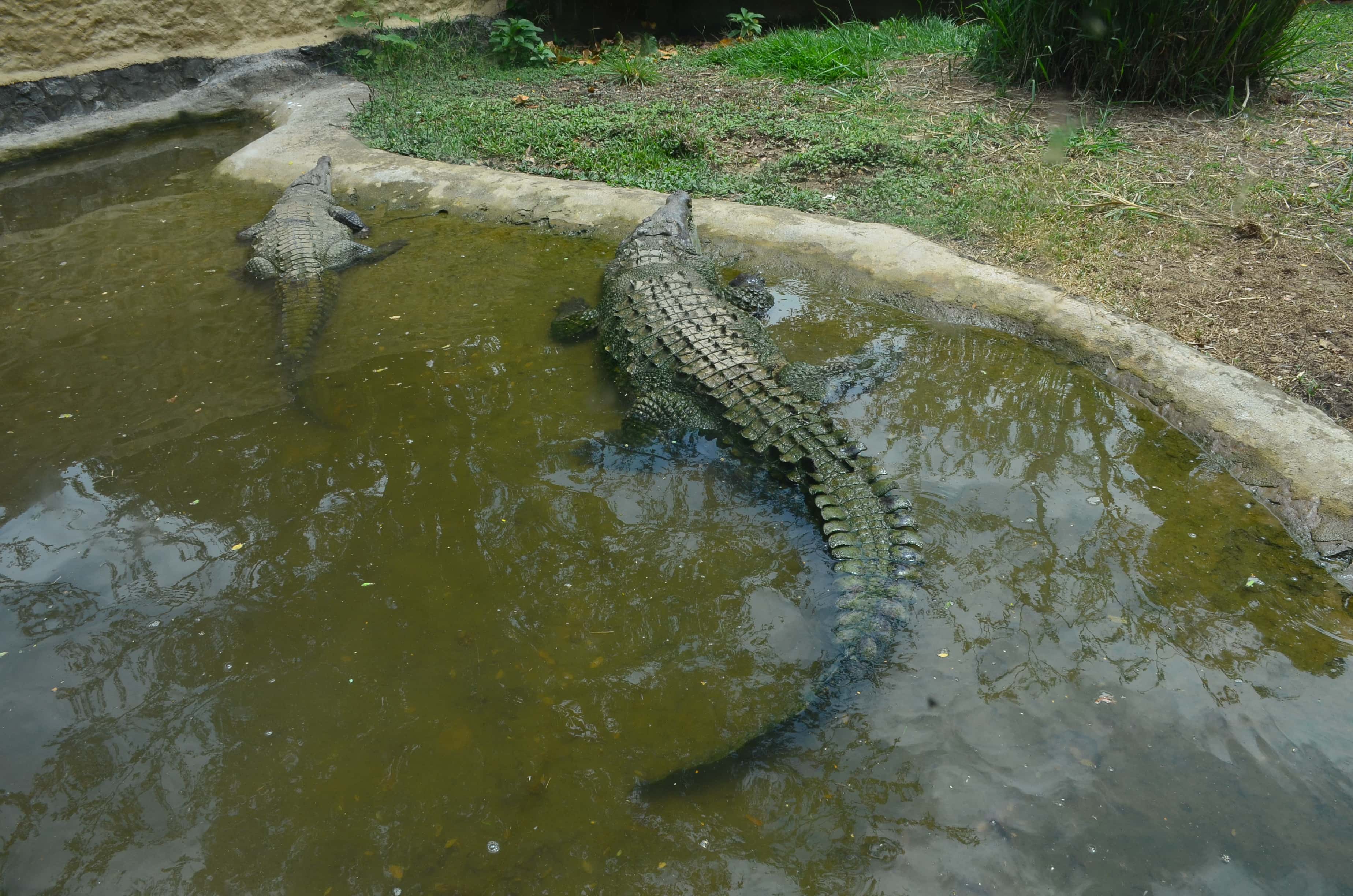 Crocodile at the Cali Zoo in Colombia