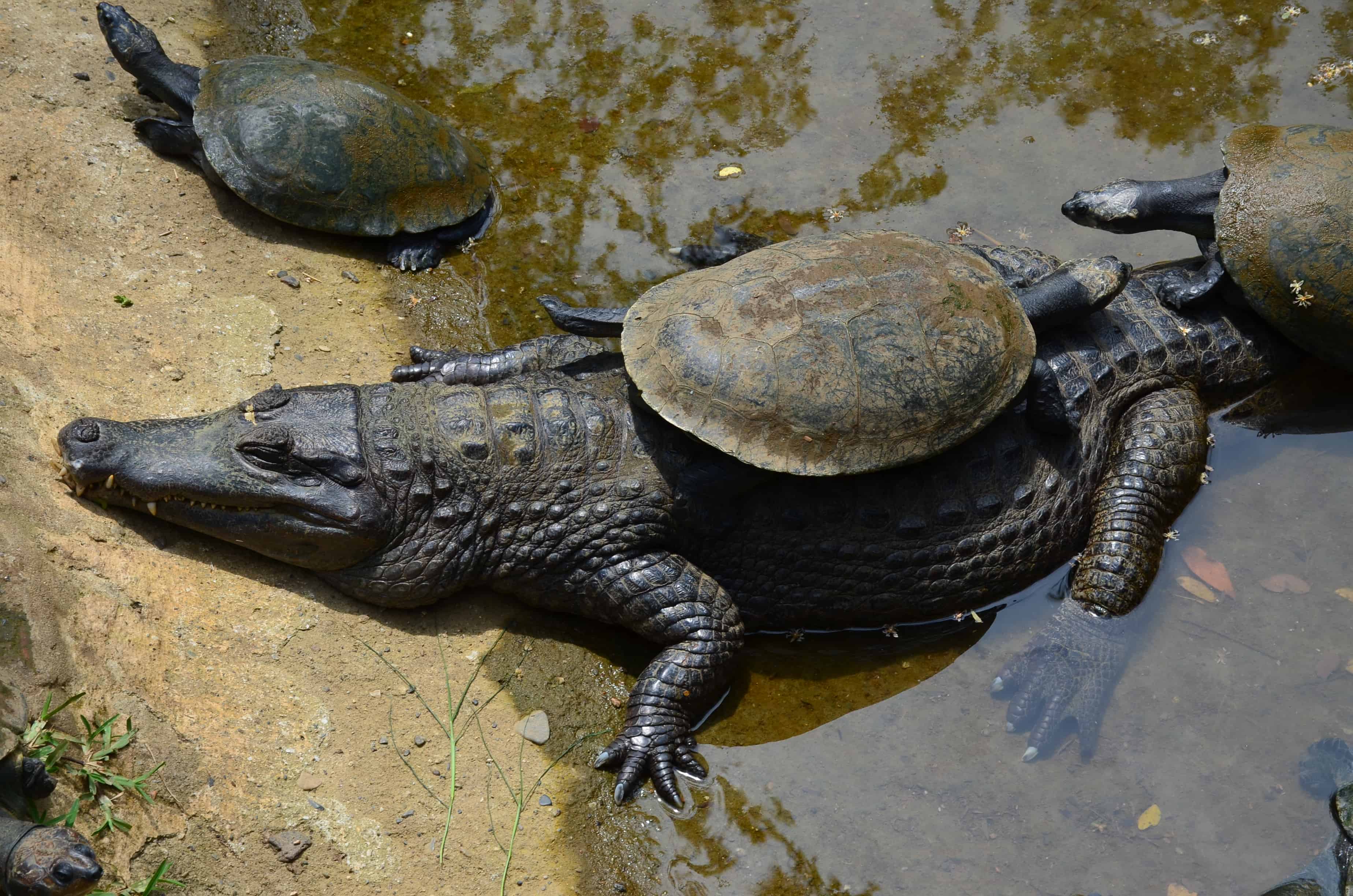 Crocodile and tortoises at the Cali Zoo in Colombia