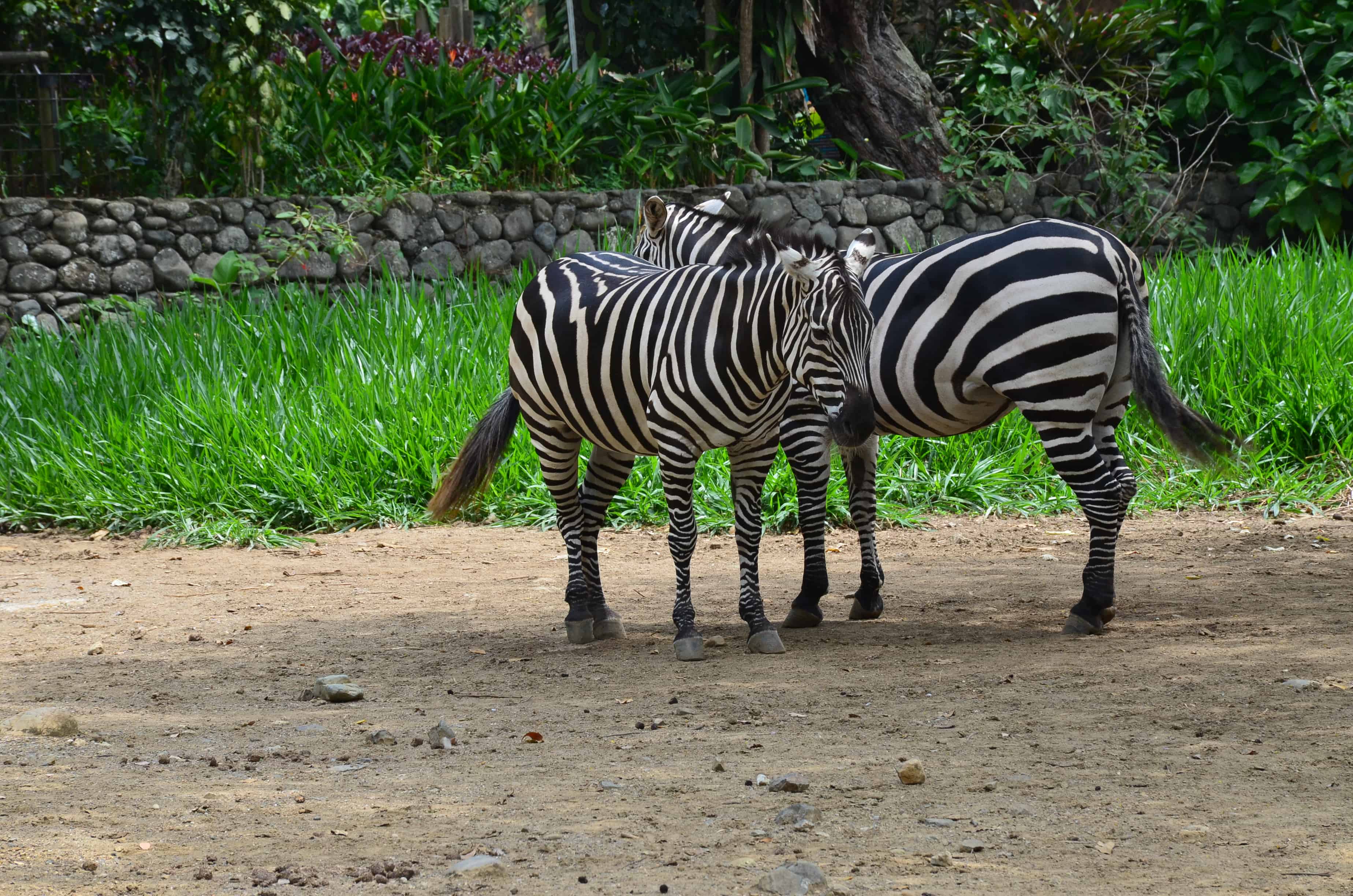 Zebras at the Cali Zoo in Colombia
