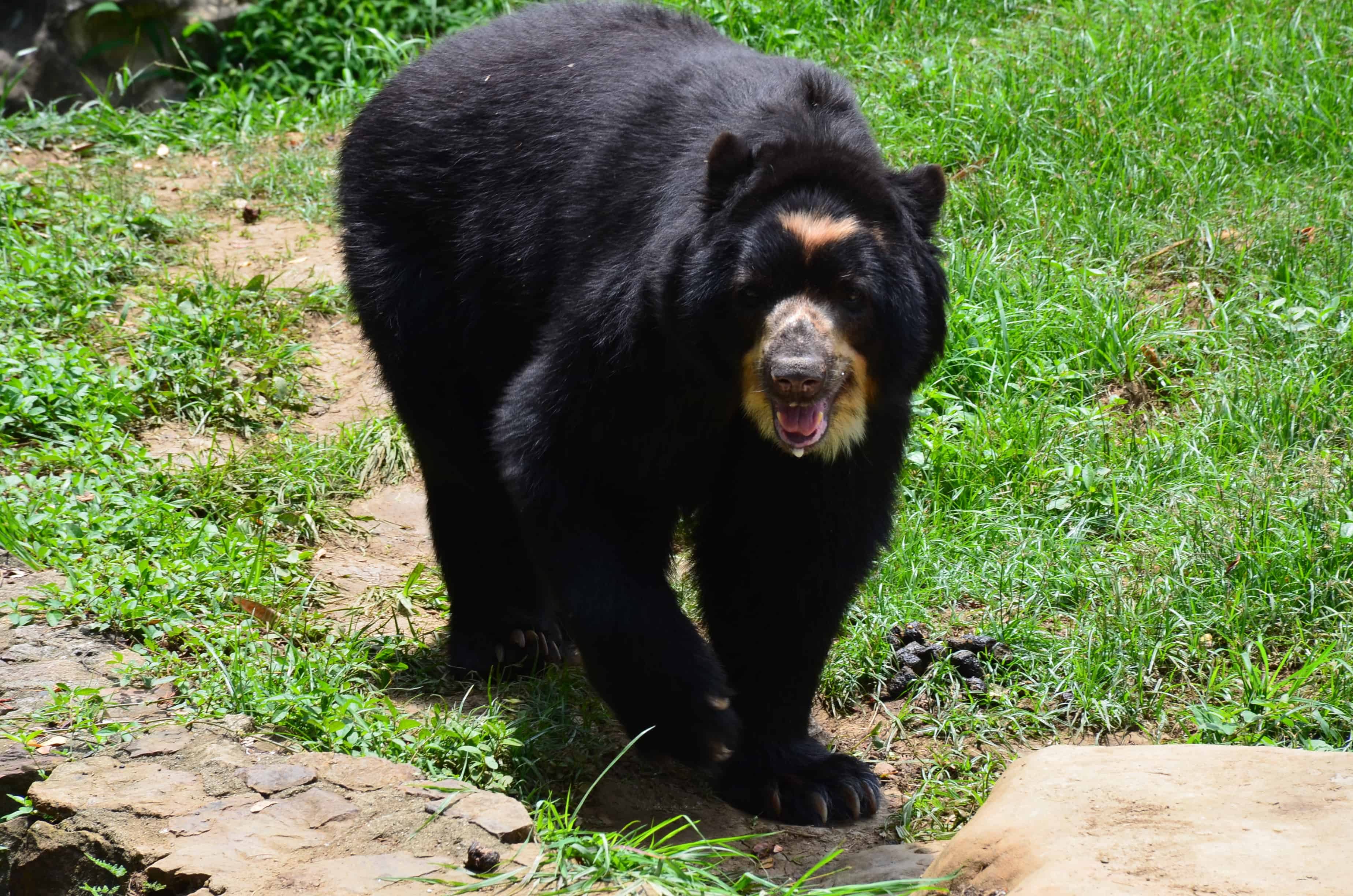 Bear at the Cali Zoo in Colombia