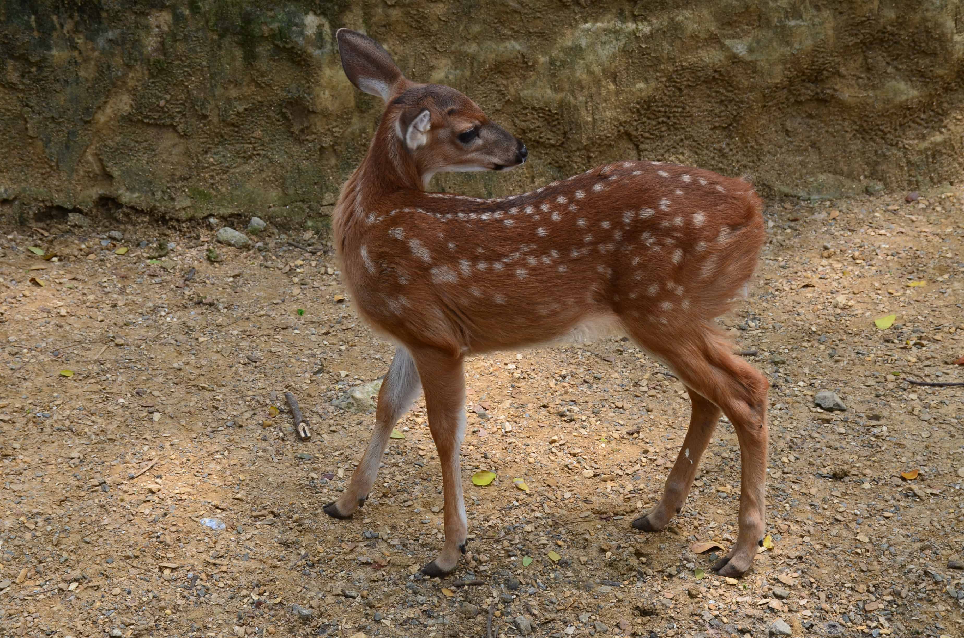 Deer at the Cali Zoo in Colombia