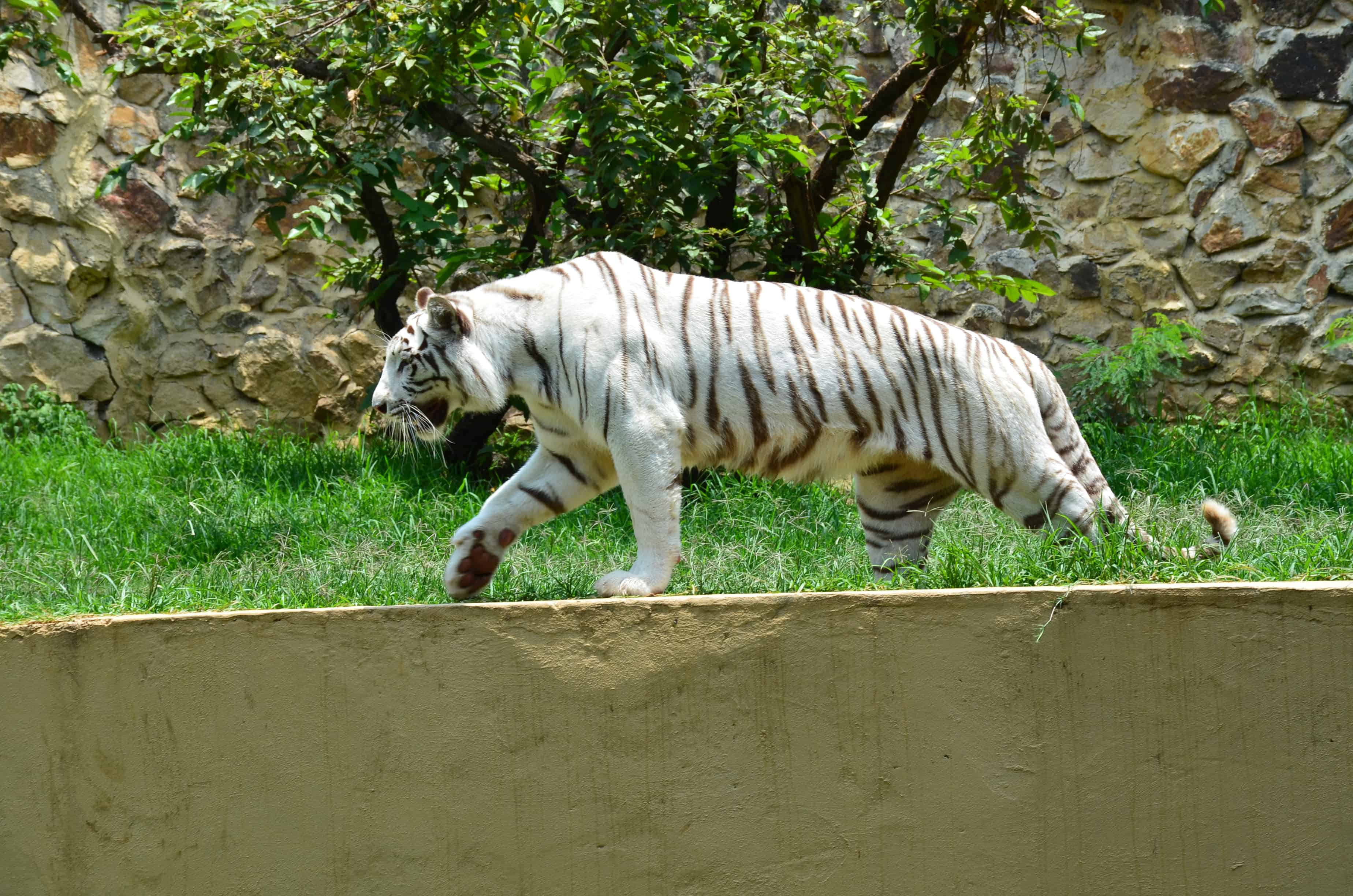 White tiger at the Cali Zoo in Colombia