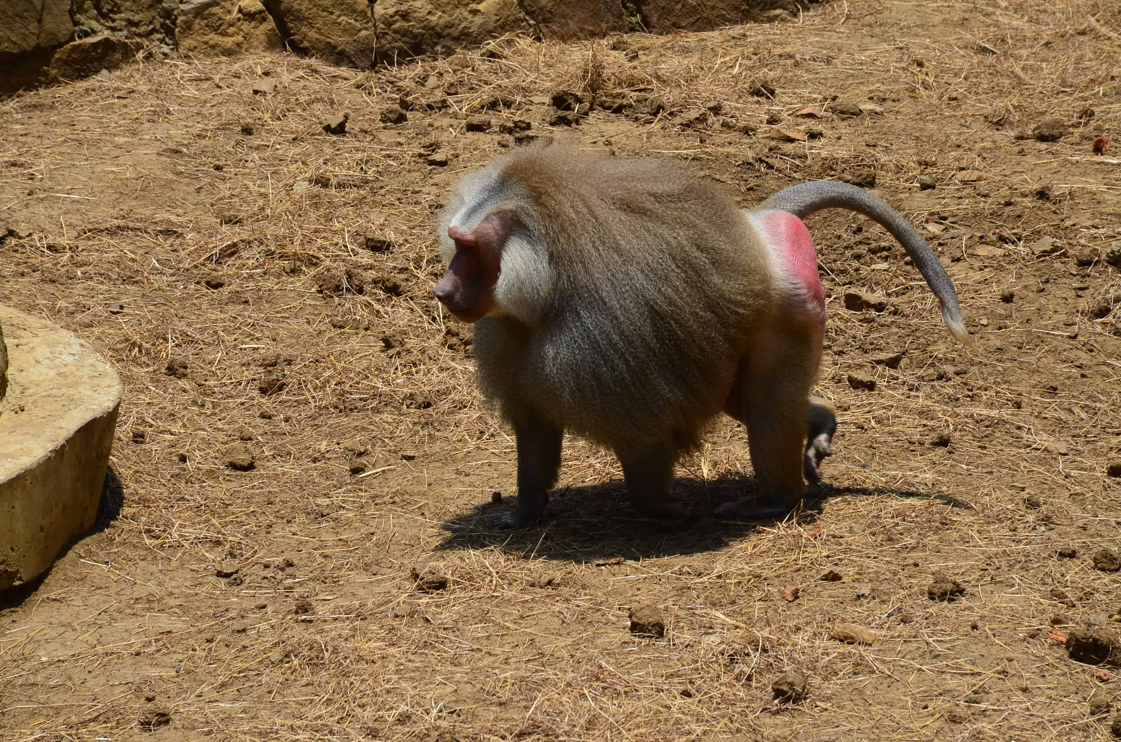 Baboon at the Cali Zoo in Colombia