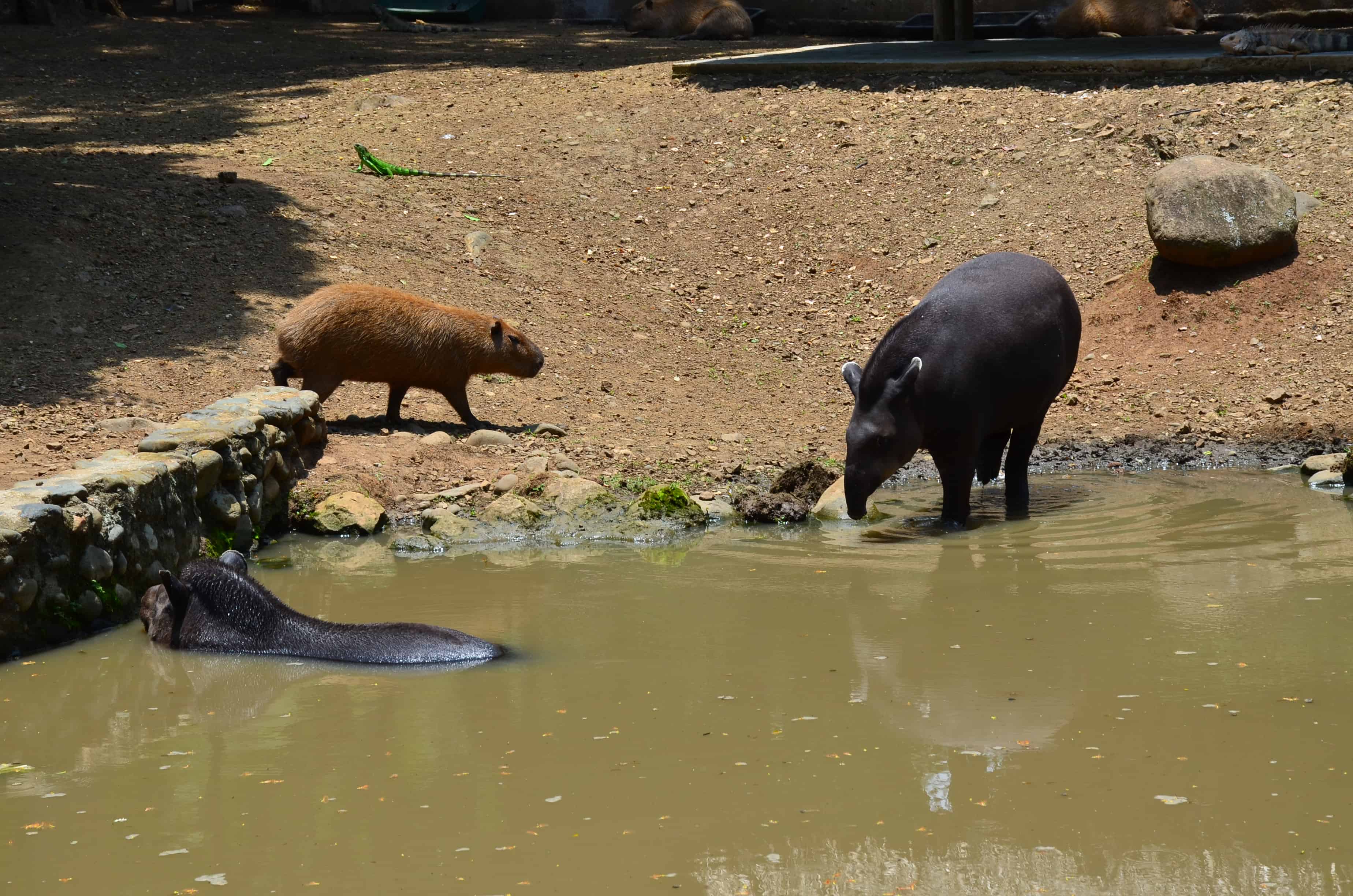 Capybara and tapirs at the Cali Zoo in Colombia