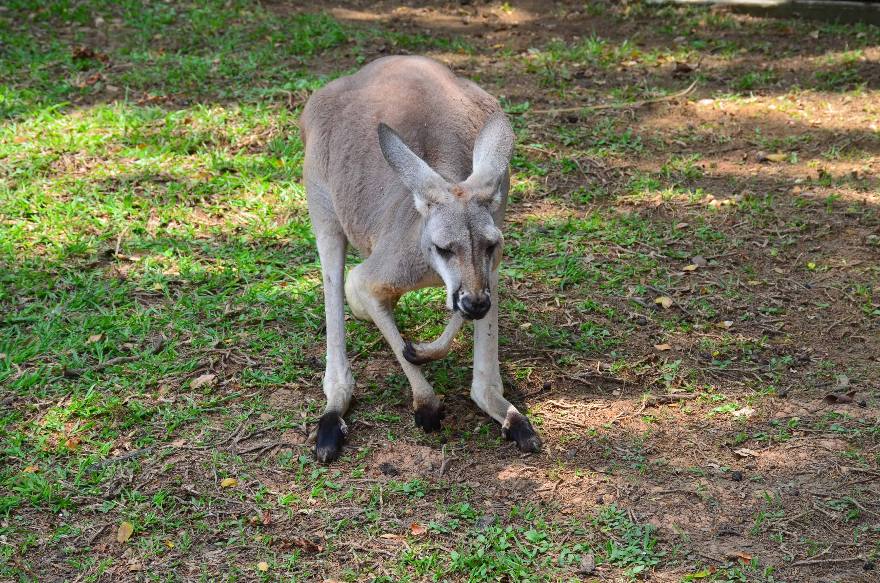 Kangaroo at the Cali Zoo in Colombia