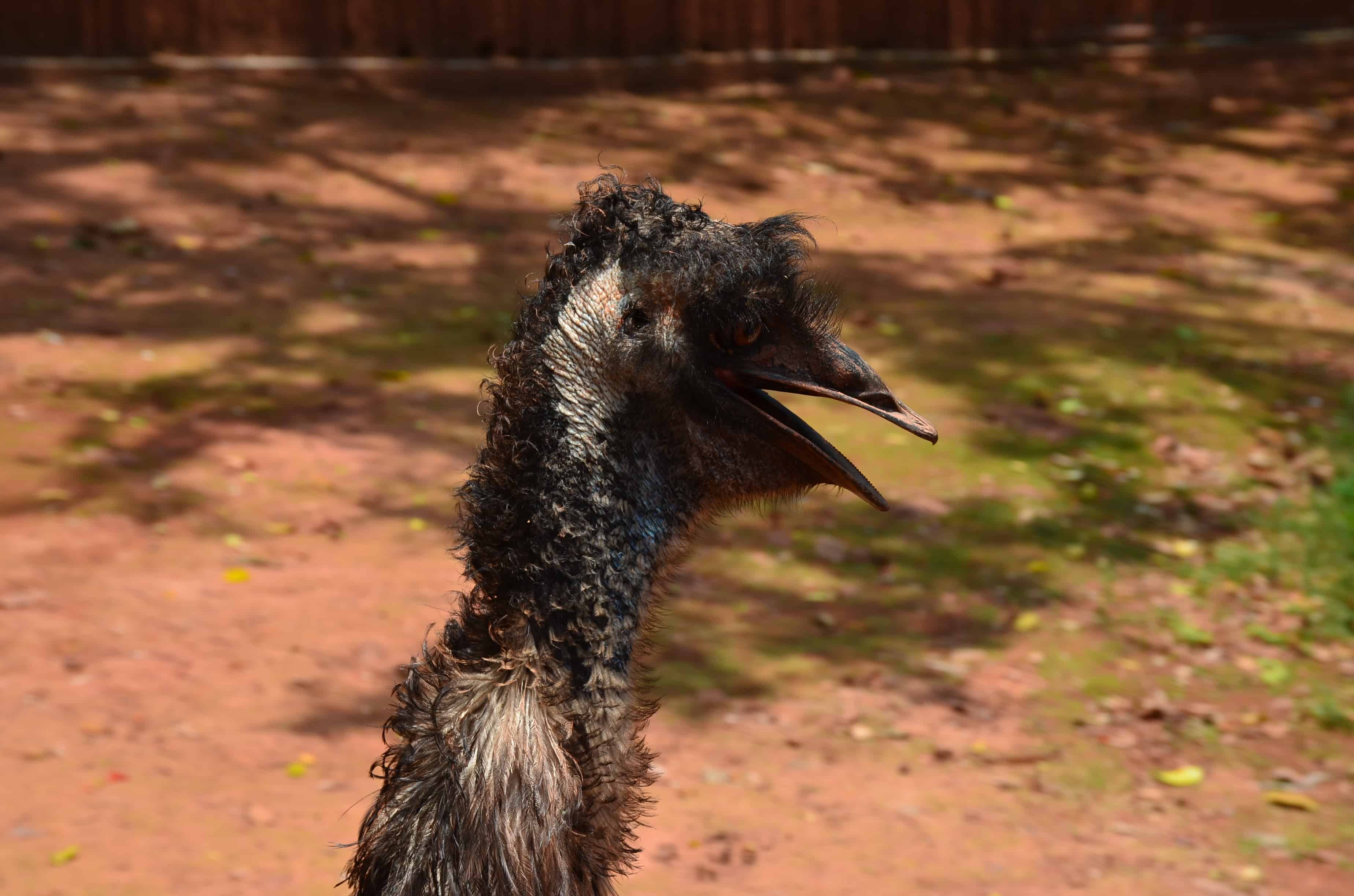 Emu at the Cali Zoo in Colombia