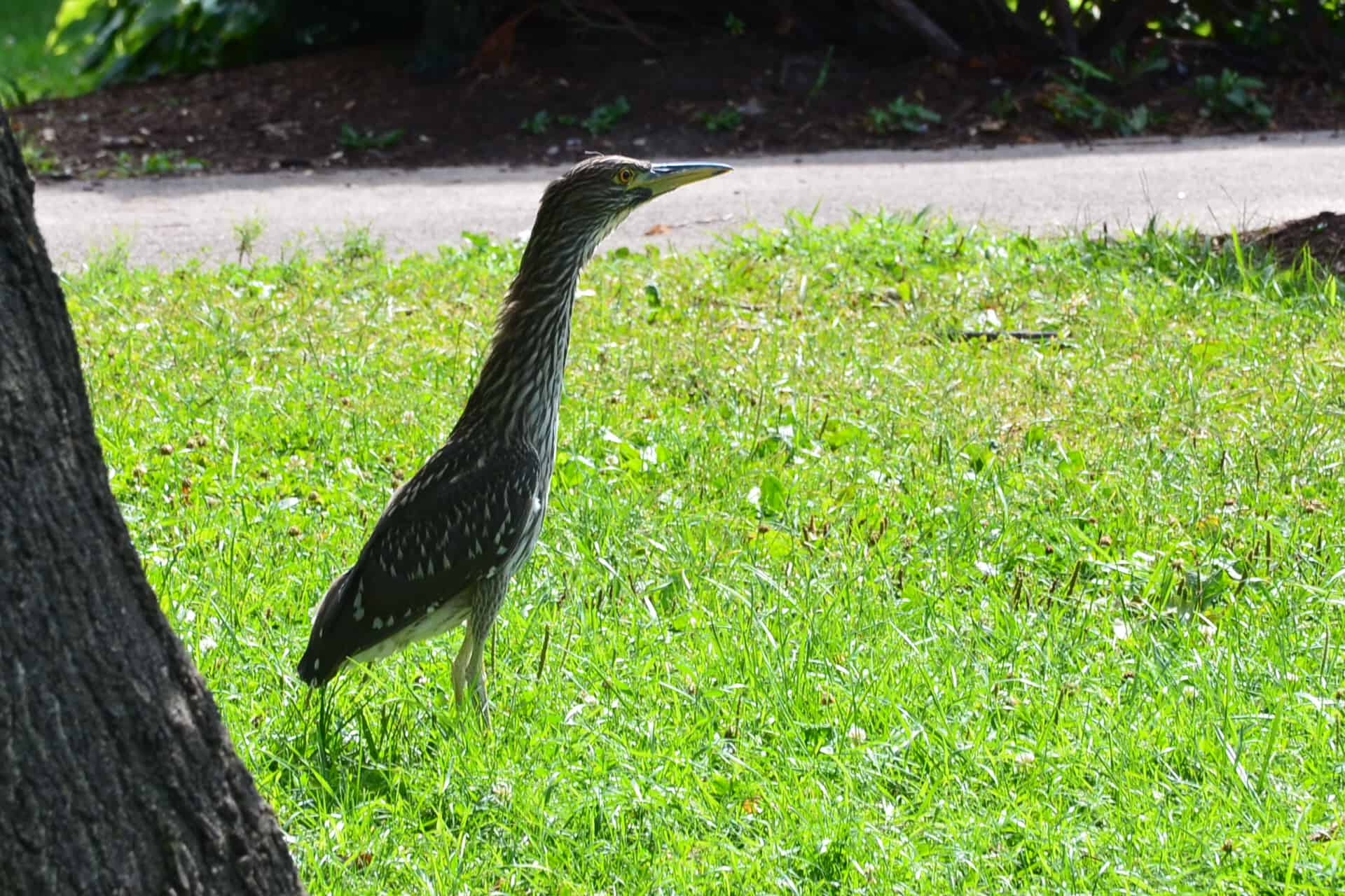 Endangered bird in Lincoln Park Chicago