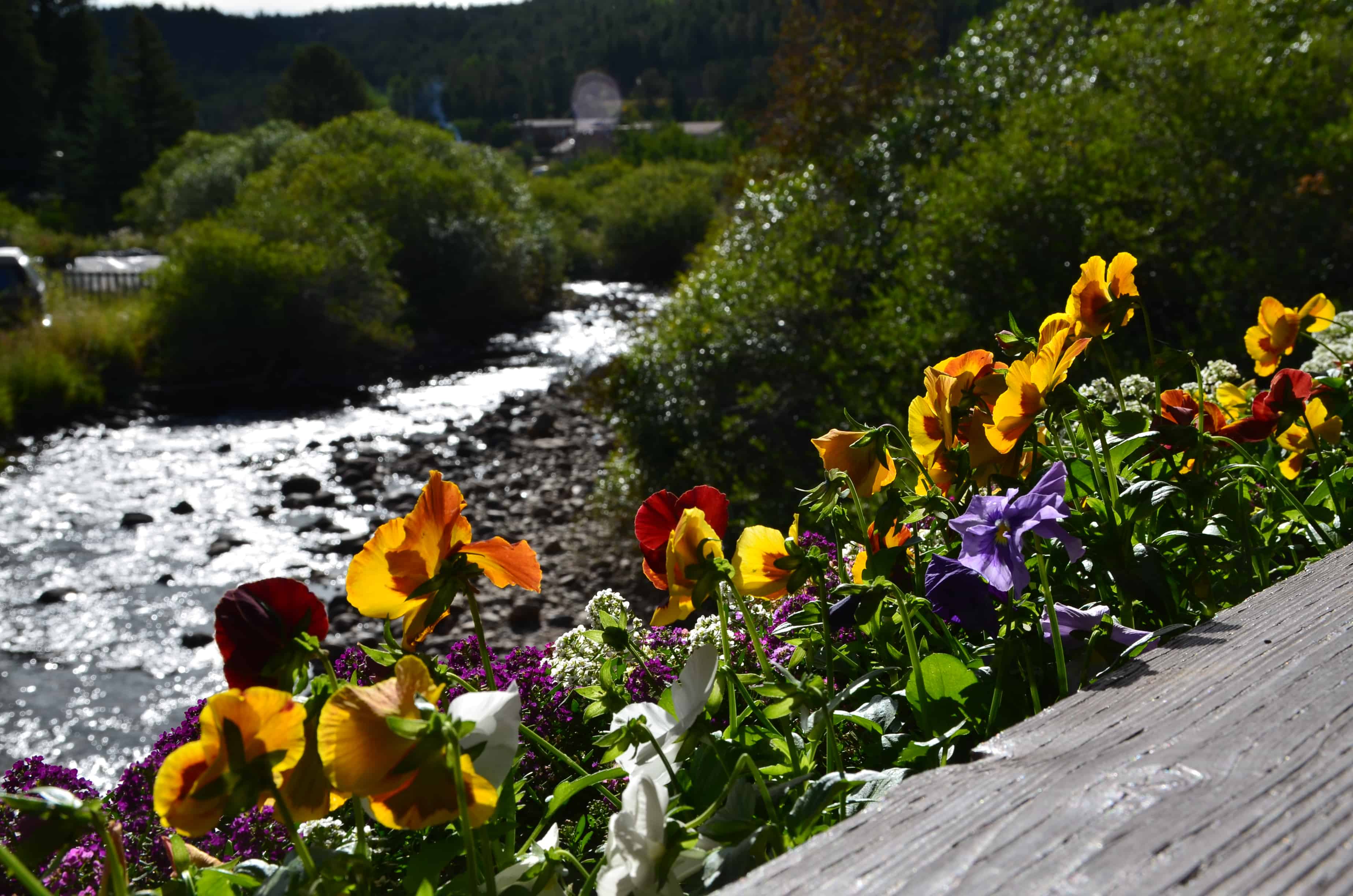 Looking over the covered bridge in Nederland, Colorado