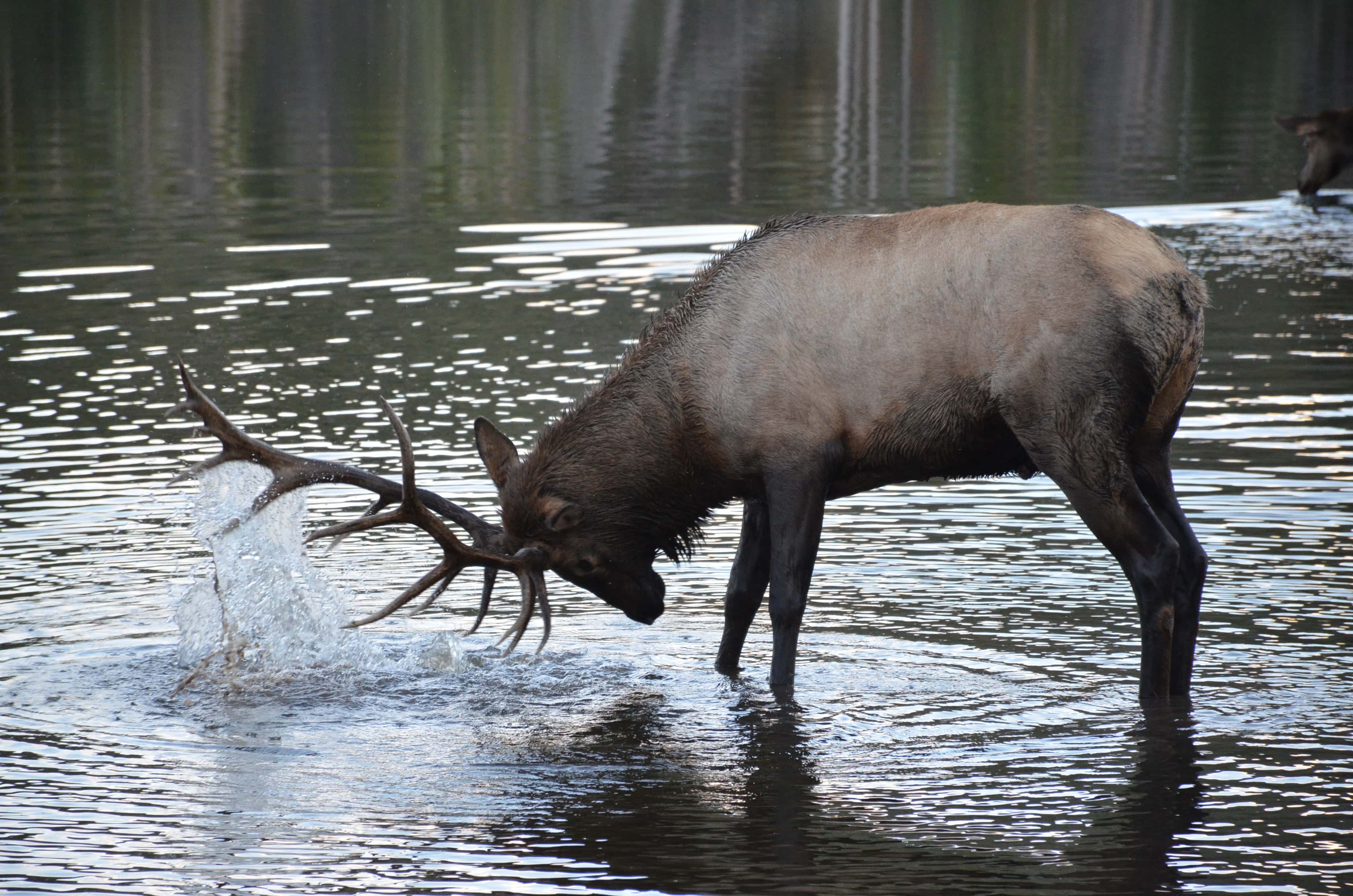 Elk at Sprague Lake in Rocky Mountain National Park, Colorado