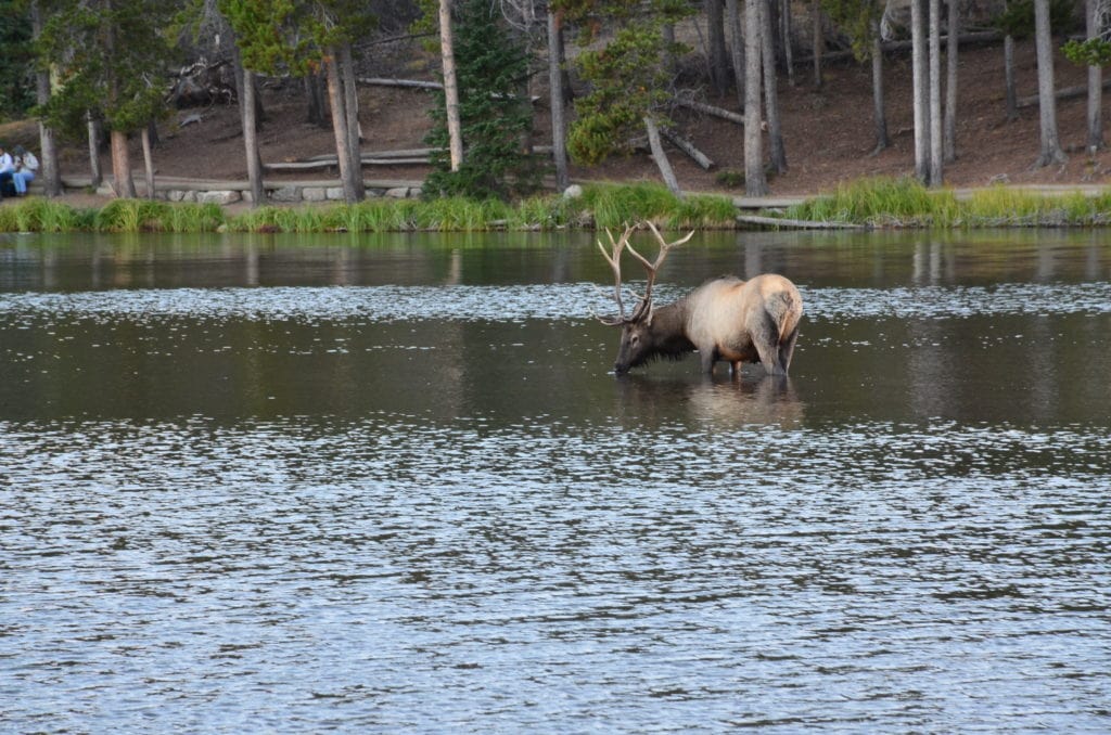 Elk at Sprague Lake in Rocky Mountain National Park, Colorado