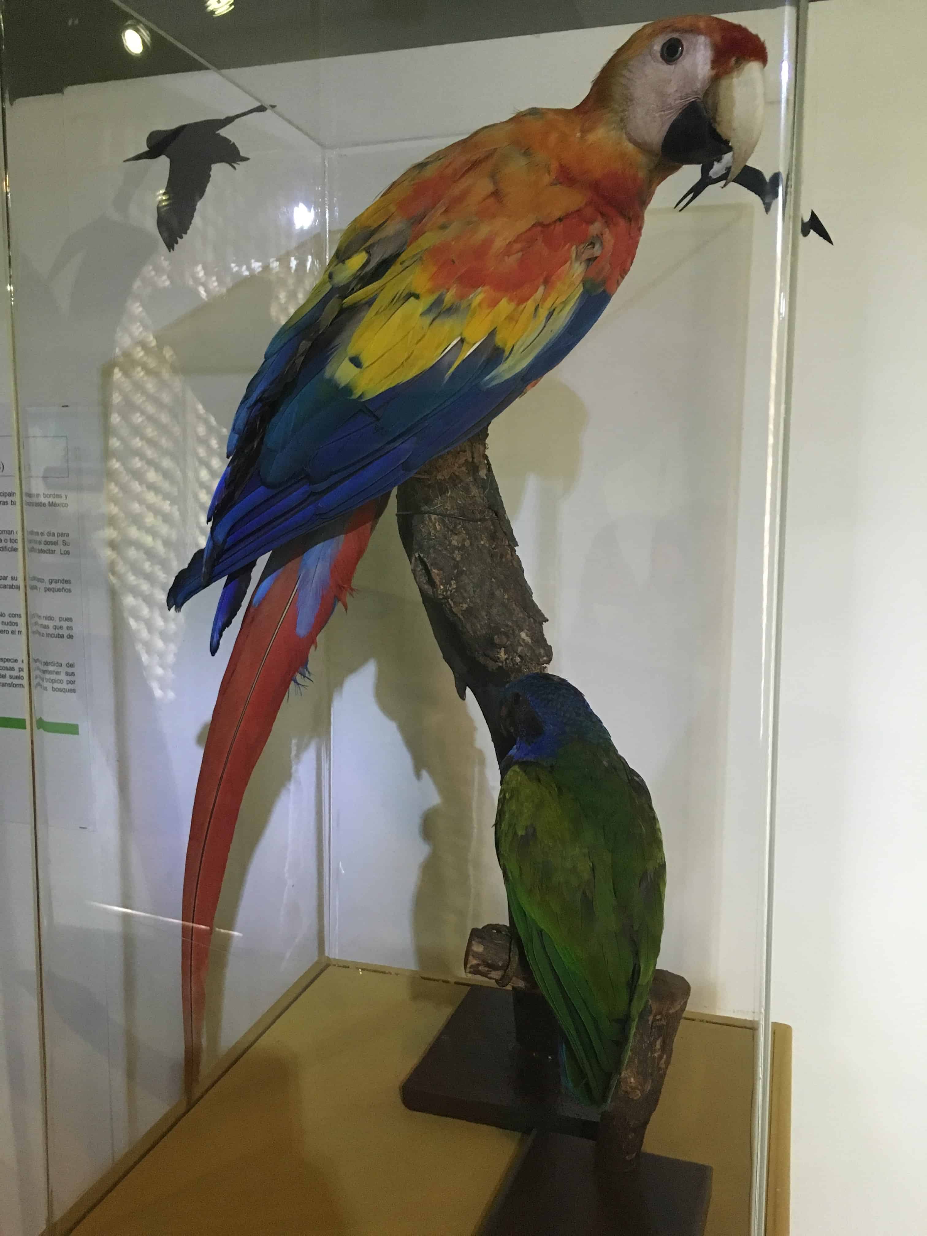 Bird exhibit at Museo Arqueológico Calima in Darién, Valle del Cauca, Colombia