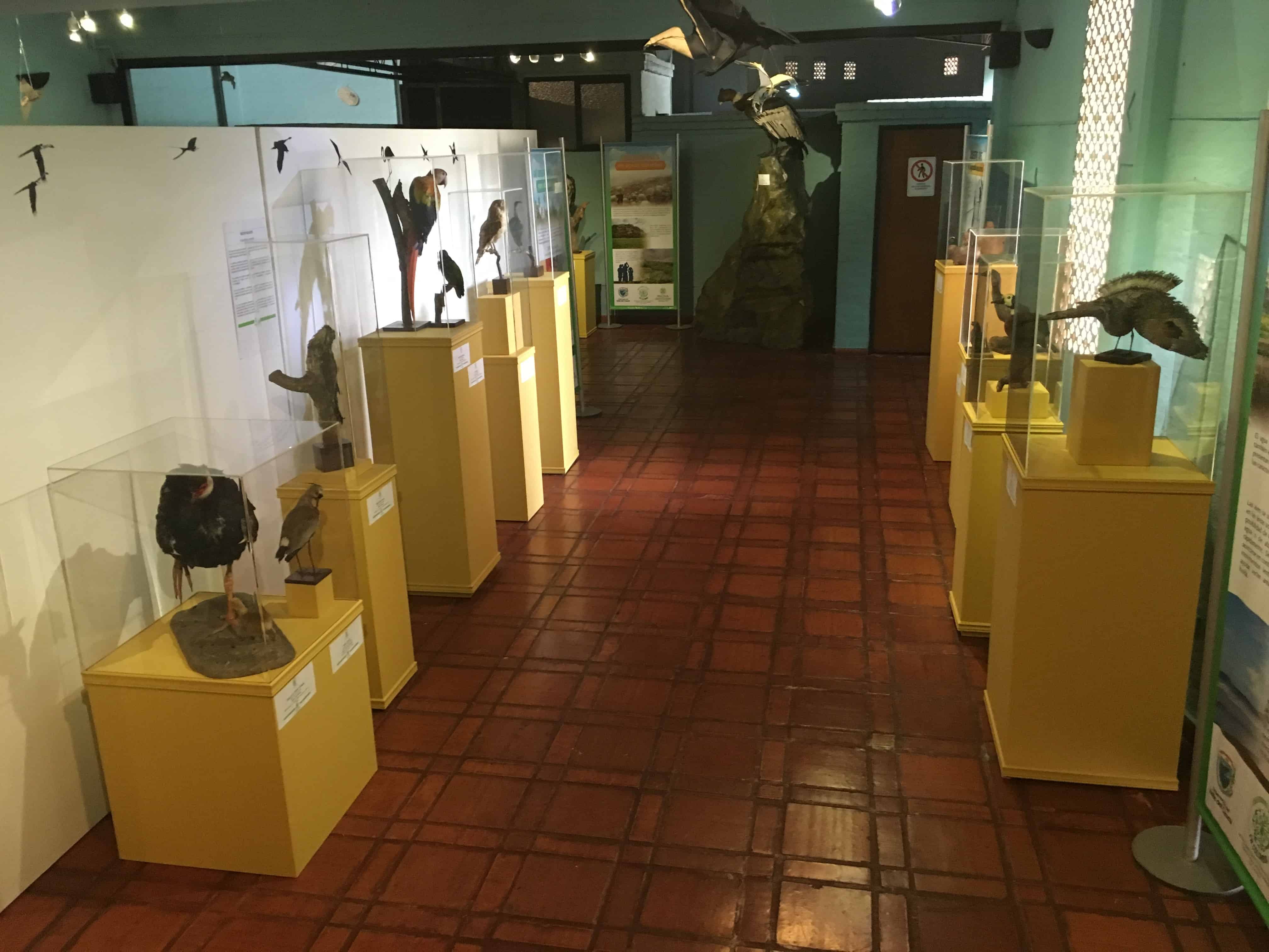 Bird exhibit at Museo Arqueológico Calima in Darién, Valle del Cauca, Colombia