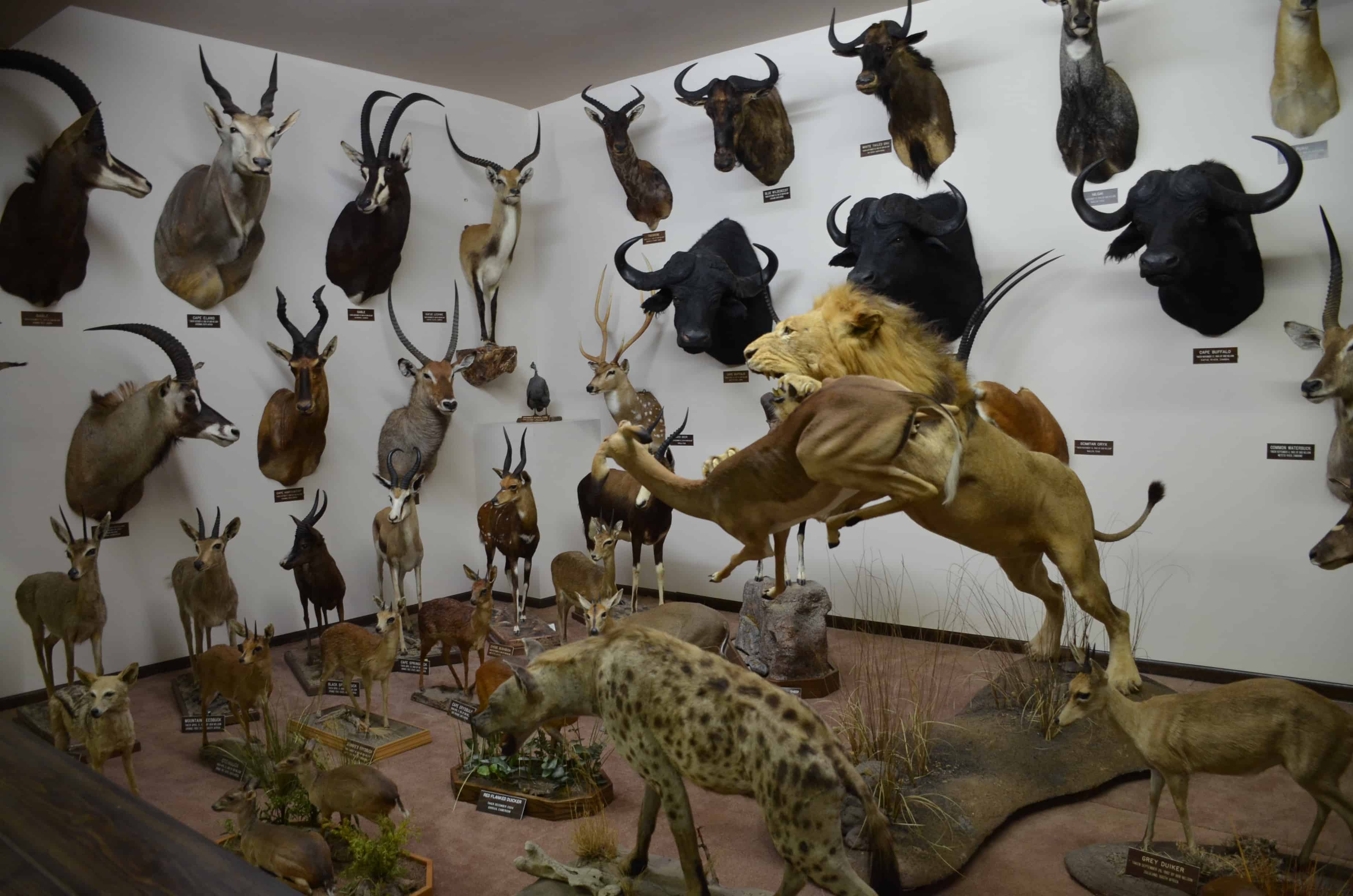 African animals at the Nelson Museum of the West in Cheyenne, Wyoming