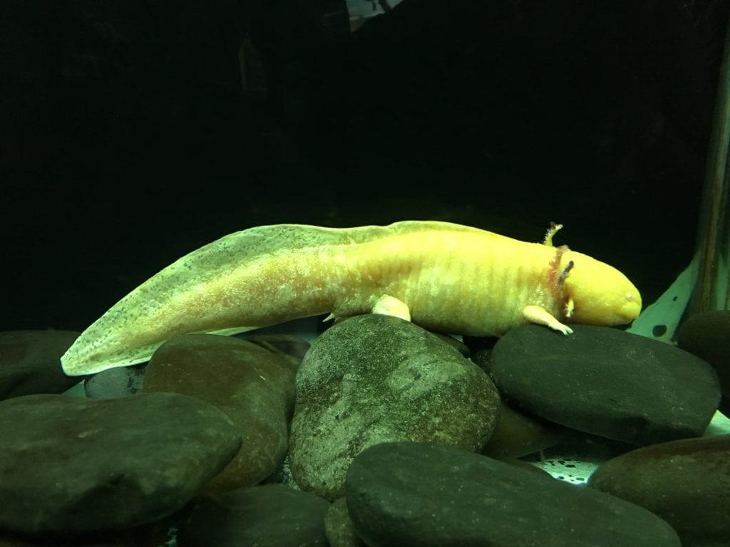 Reptile house at Parque Explora in Medllín, Antioquia, Colombia