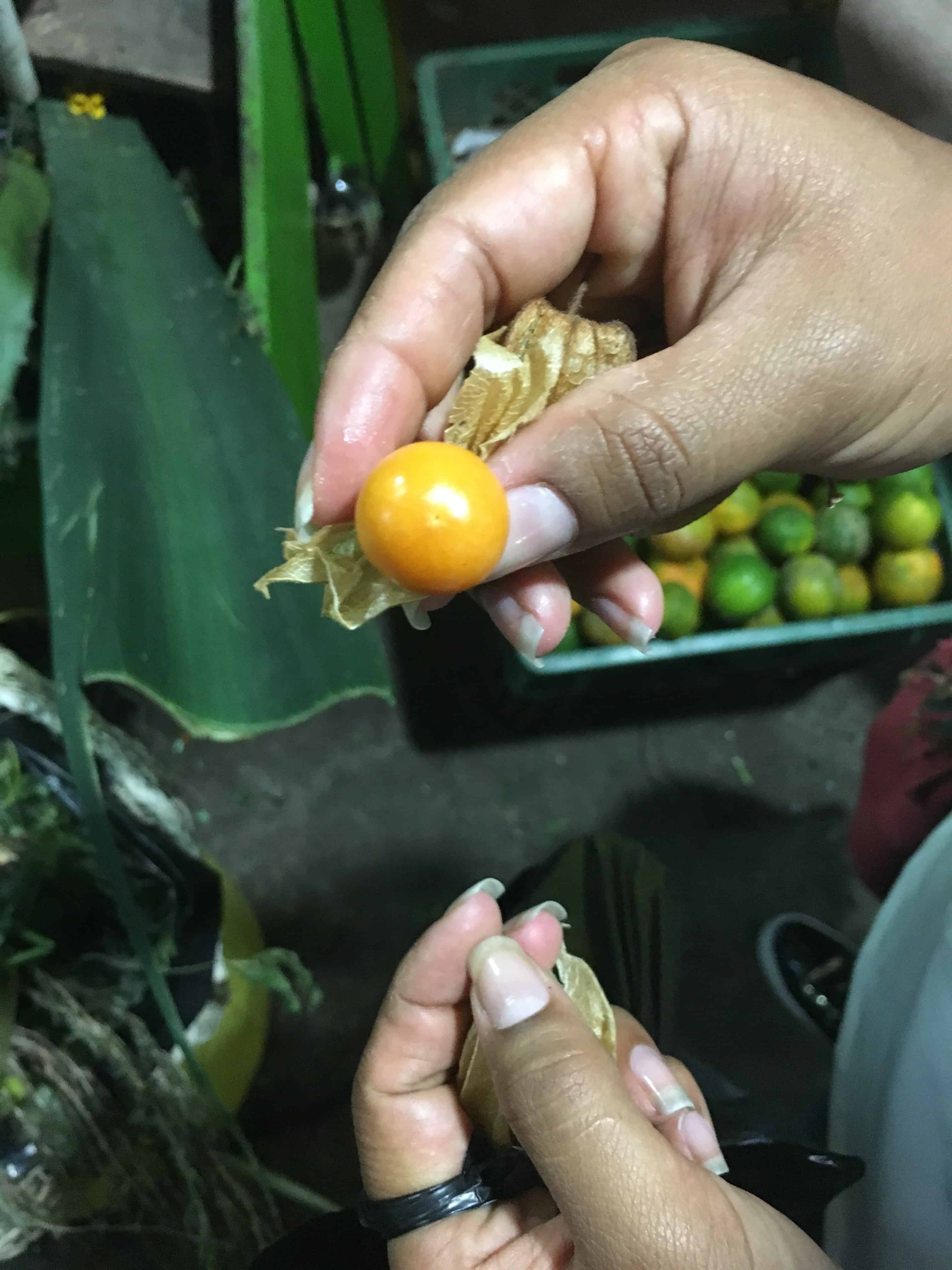 Uchuva Fruit in Colombia
