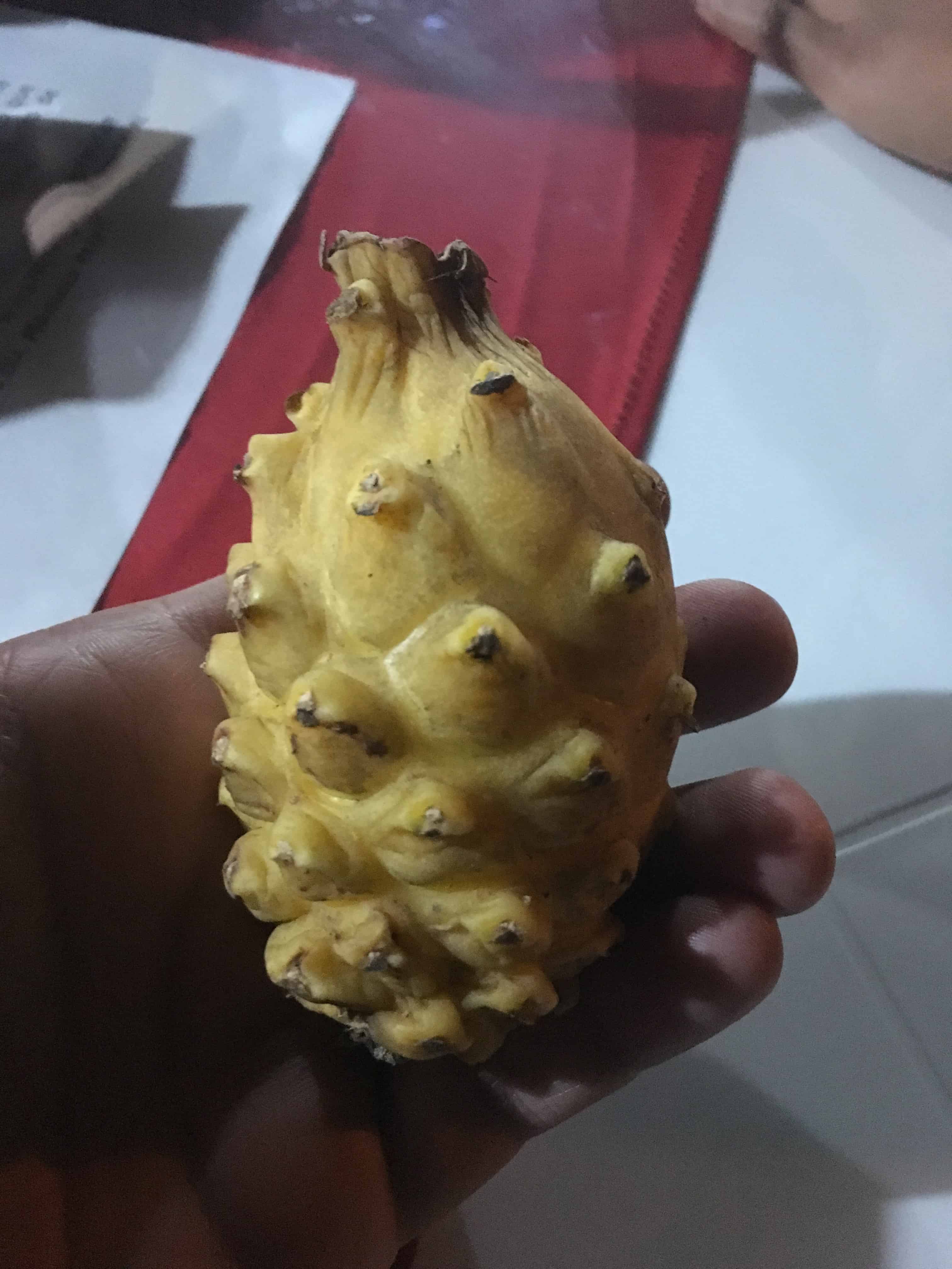 Pitahaya Fruit in Colombia