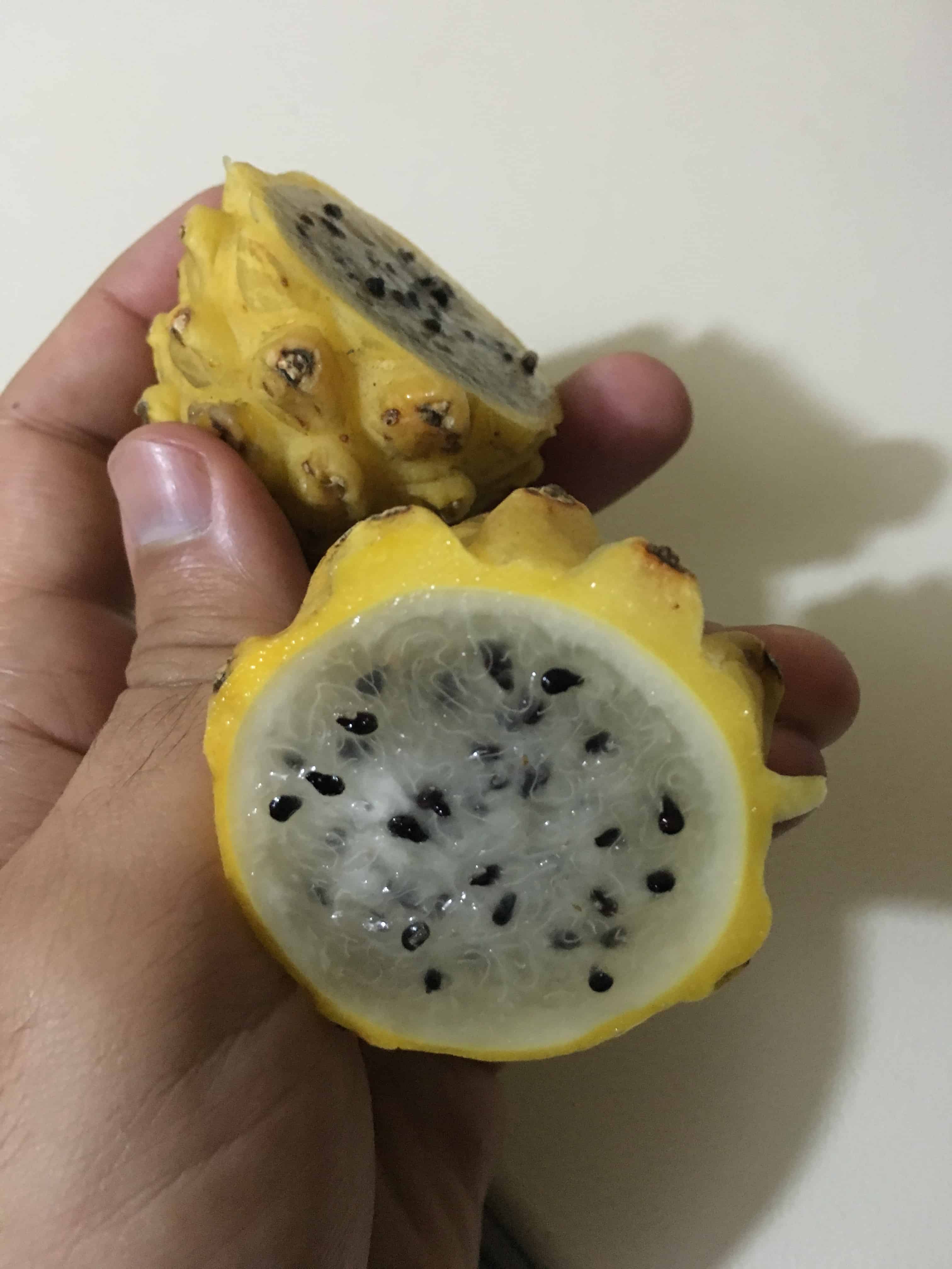 Pitahaya Fruit in Colombia